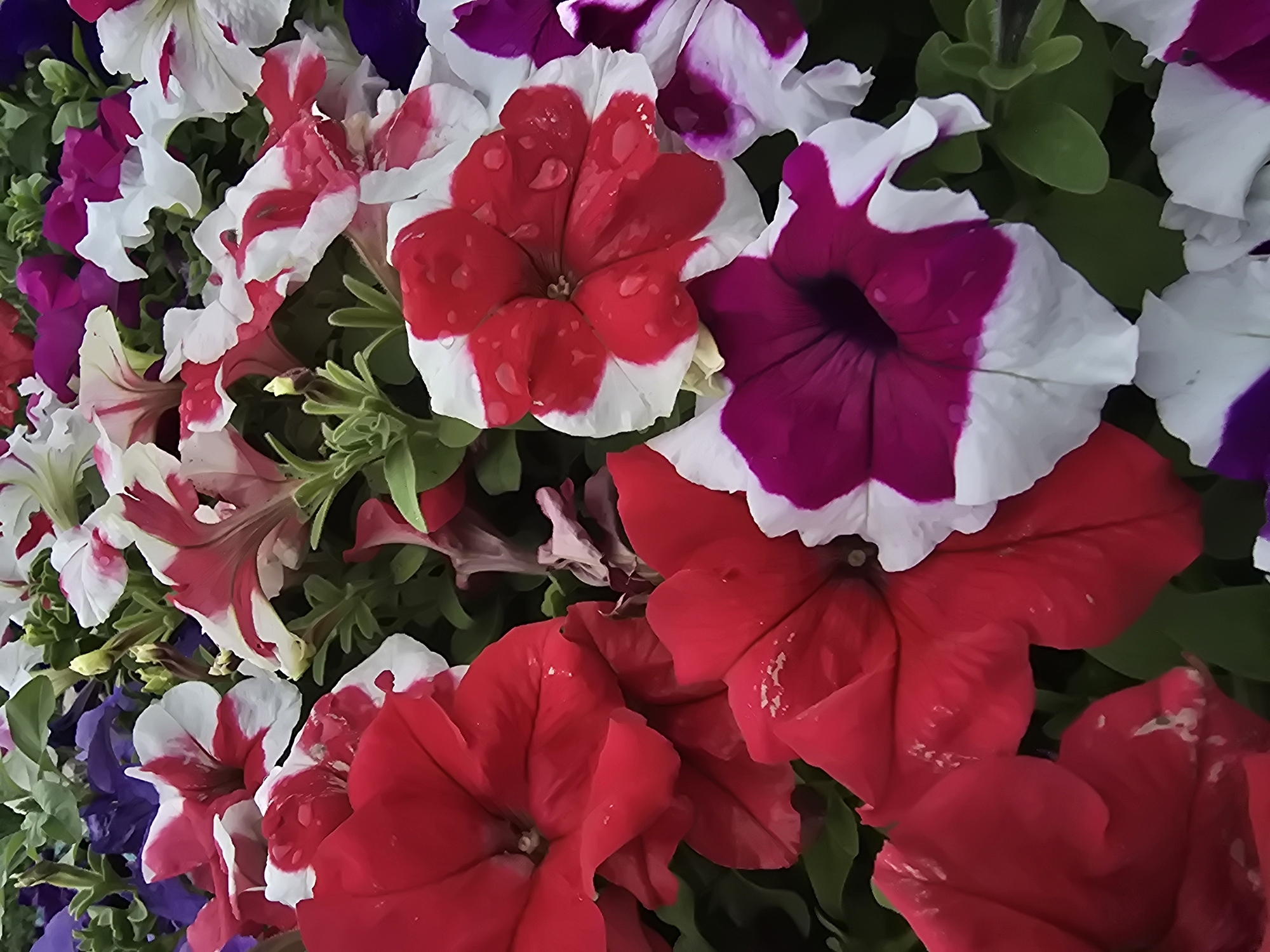 A close-up, overhead shot of a dense cluster of petunia flowers in various colors, including red, white with red stripes, magenta with white, and deep purple. The flowers are wet, with visible water droplets on their petals, suggesting recent rain or watering. Green leaves are interspersed among the blooms. The image does not contain any people or identifiable urban elements, so its location in Shakhtinsk, Kazakhstan, cannot be determined from the visual content alone.