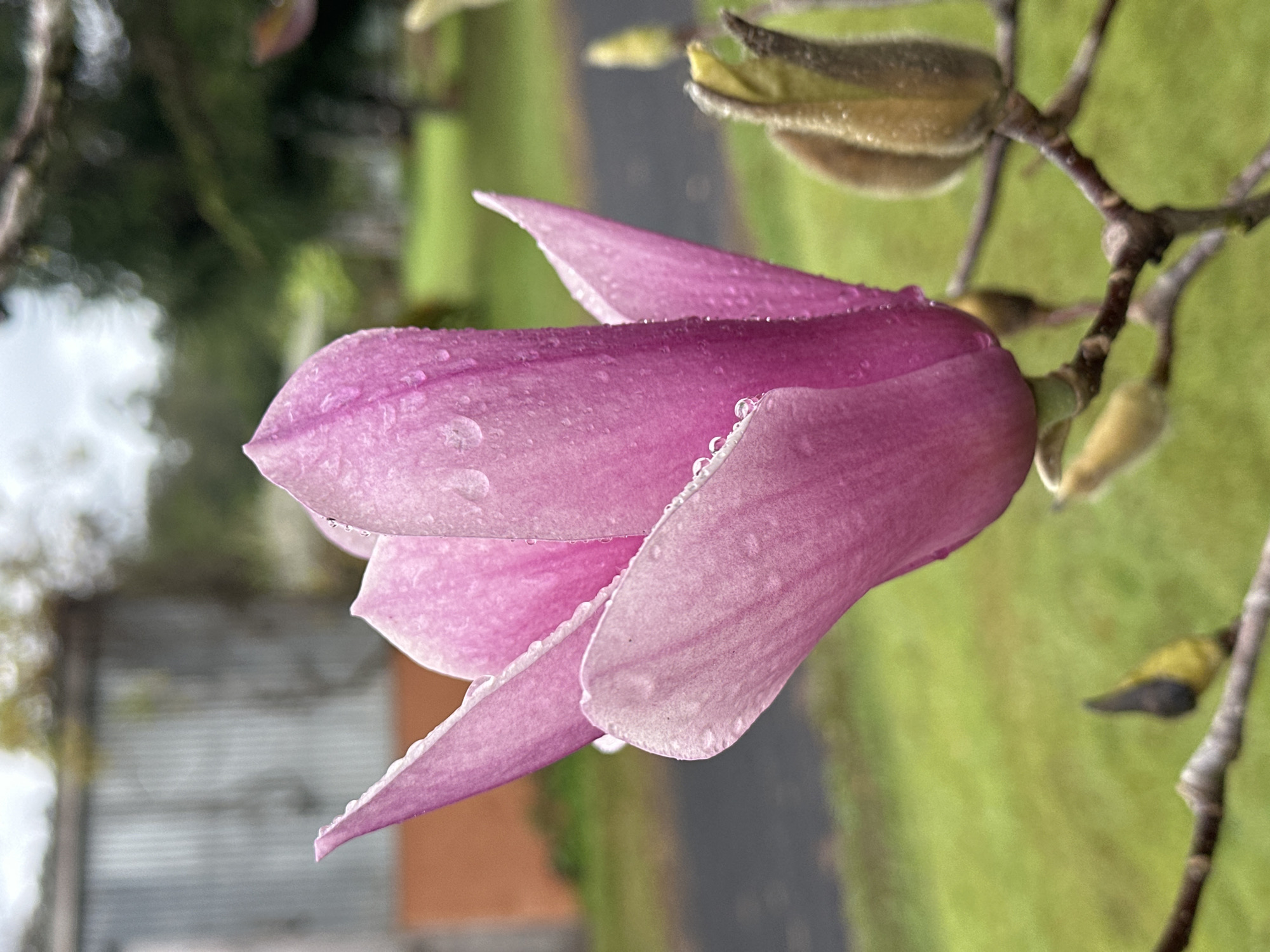 A pink magnolia flower with water droplets is in focus in the foreground, with a blurred background of a corrugated iron shed, green grass, trees, and a gray asphalt path. The flower is a vibrant pink with several petals unfurling. Dewdrops glisten on the surface of the petals. To the right of the flower, a brown, fuzzy bud is visible on a branch. The shed is a pale gray and appears to be made of corrugated metal, with a section of brown siding visible. The grass is a lush green, and the trees in the background are dark green and out of focus. The asphalt path runs diagonally across the middle ground. The image appears to have been taken in Thora, Australia, given the context of the provided information.