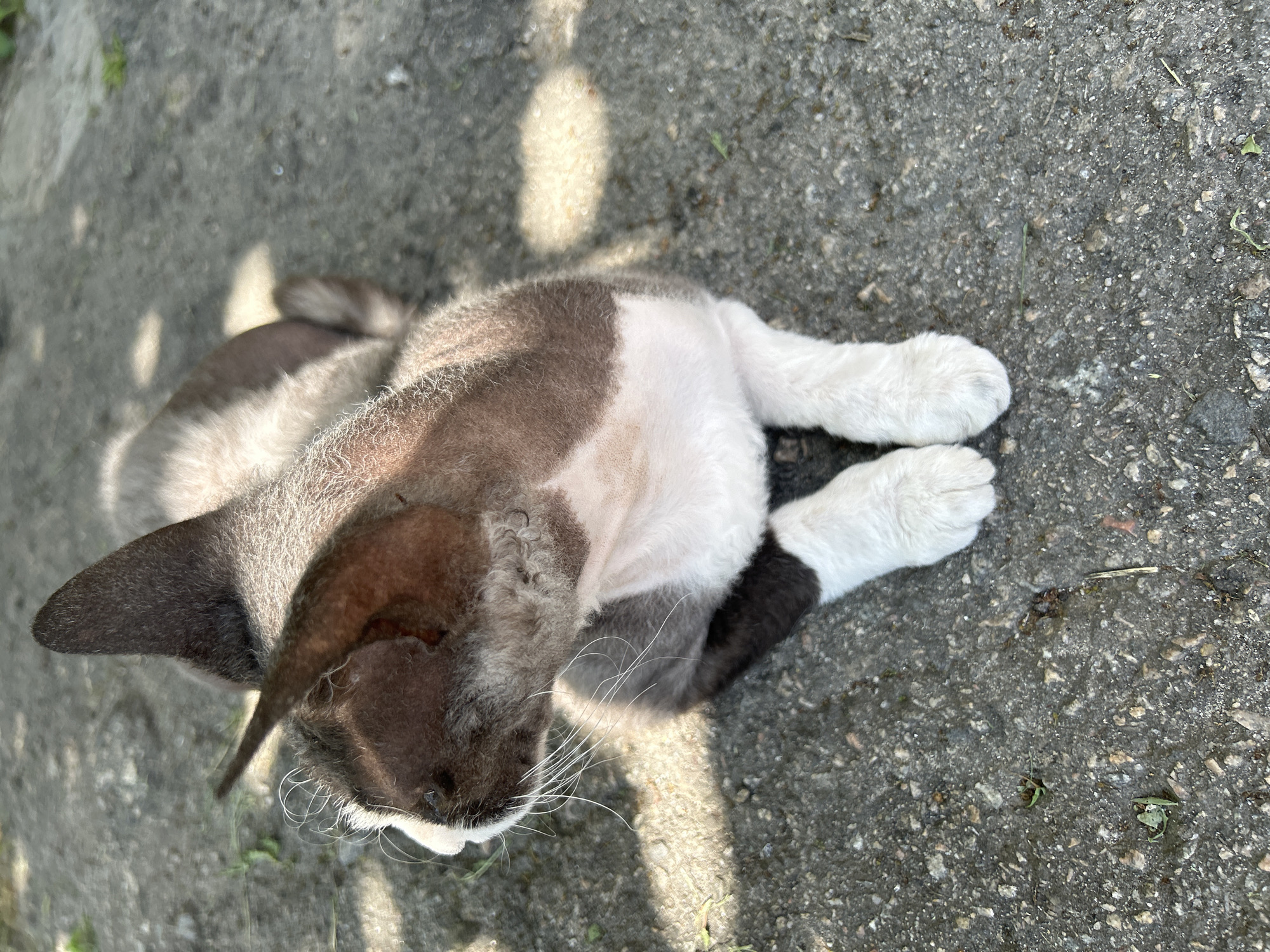 A domestic cat with short, wavy, grey and white fur is lying on a grey, paved surface outdoors. The cat is positioned in the center of the frame, facing left. Its ears are pointed upwards. The paved surface has some small green weeds and debris scattered on it. Sunlight is casting dappled shadows on the ground, suggesting an outdoor environment. The image is taken from a high angle, looking down at the cat.