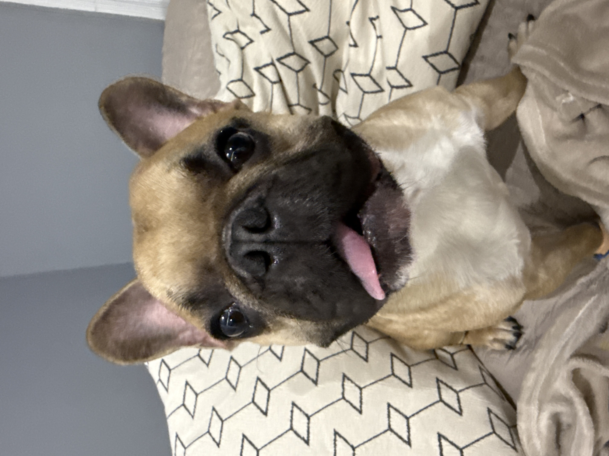 A close-up shot shows a French bulldog with its tongue sticking out. The dog is light brown with a darker face and ears, and a white chest. It is sitting on a bed with a patterned pillow behind it and a soft blanket in front. The background is a plain gray wall. There is no indication of the location in Burgas, Bulgaria.