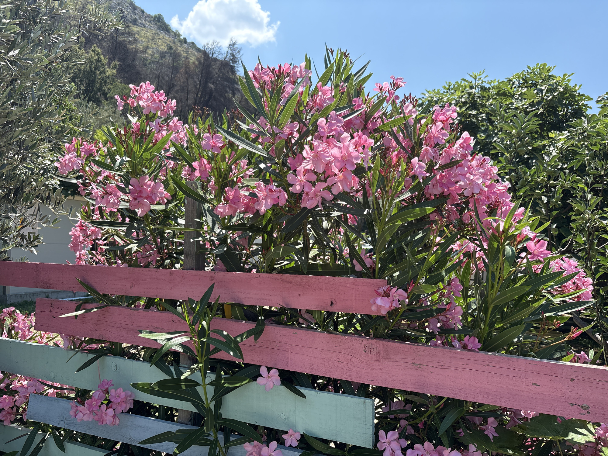 A vibrant cluster of pink oleander flowers blooms abundantly in front of a rustic, multi-colored wooden fence in Kanjoši, Montenegro. The fence is constructed from horizontally placed wooden planks, painted in shades of pink, mint green, and light blue, showing signs of age and weathering. Behind the flowers, the landscape transitions to a hillside with sparse, dark vegetation, indicative of a recent fire, and further up, a rocky mountain slope under a clear blue sky with a single white cloud. To the left of the oleanders, olive tree branches with silvery-green leaves are visible. The lighting suggests a bright, sunny day, casting shadows on the fence and highlighting the lush greenery and delicate petals of the flowers. No people are present in the scene.