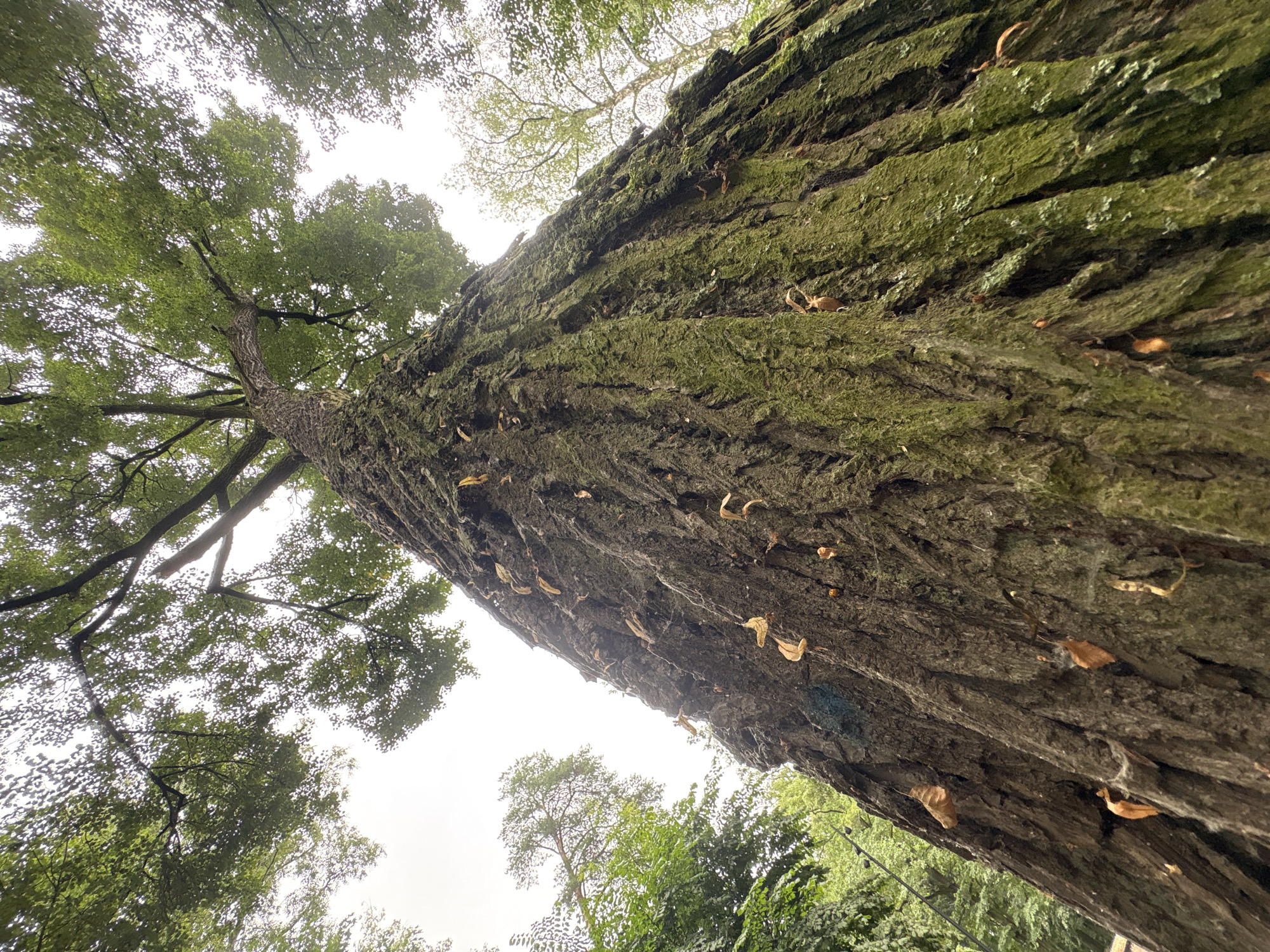 An upward shot of a massive, ancient tree trunk covered in rough bark, moss, and fallen leaves. The trunk takes up most of the frame, widening as it rises. The branches and green foliage of the tree are visible at the top, silhouetted against an overcast sky. Surrounding trees and foliage can be seen on the left and right sides, suggesting a park or forested area. There are no people or animals visible in the image. The location of Sverdlovskiy, Russia, is not visually discernible from the image itself, nor is any specific environmental detail that would place it within that city.