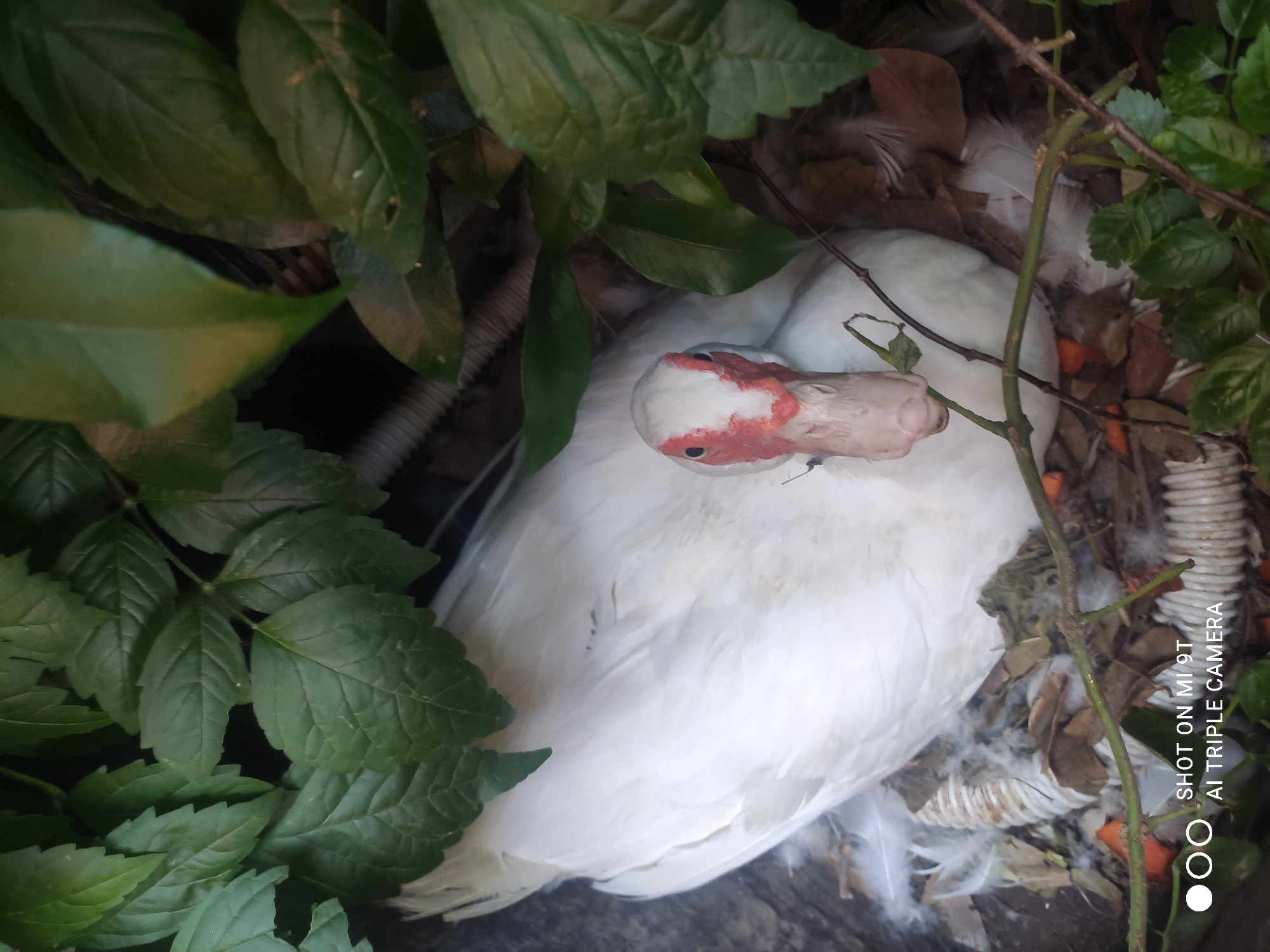 A white duck with a red-marked face is nestled in a nest of feathers and dried leaves, surrounded by green foliage. The duck is positioned in the center of the frame, facing forward with its beak slightly open. The nest appears to be on the ground, with some coiled white material visible underneath. The image is taken from a high angle, looking down at the duck. The background is dominated by dark green leaves and branches, suggesting an outdoor setting. The scene captures a moment of stillness and natural habitat.