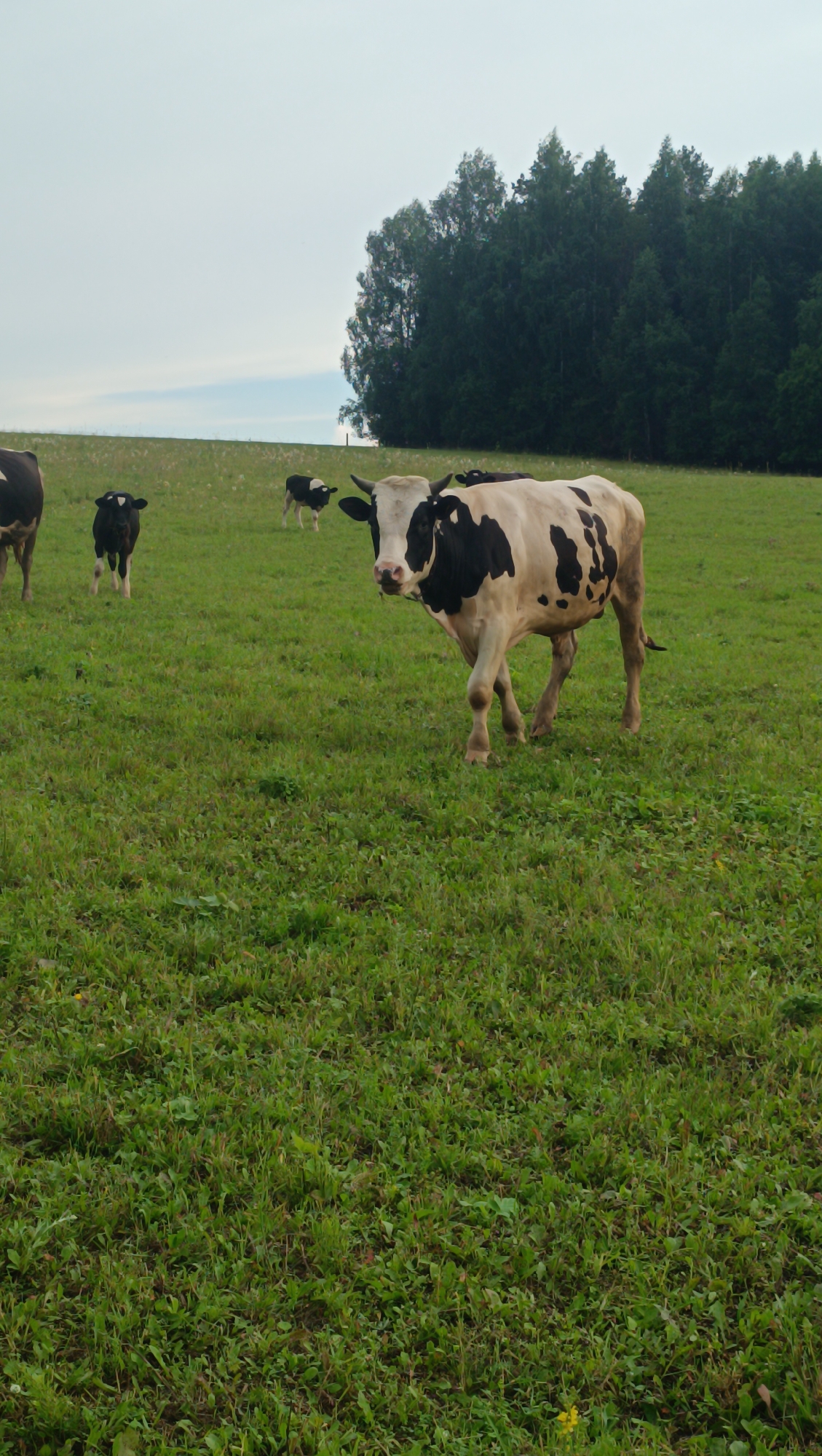 This image depicts a rural scene featuring several cows grazing in a grassy field. In the foreground, a black and white cow is walking towards the viewer, its head turned slightly. Behind it, to the left, another black and white cow stands. Further in the background, two smaller calves, one black and one black and white, are also visible in the field. The field is covered in green grass with some patches of taller weeds and a few yellow wildflowers. A dense line of dark green trees forms a backdrop across the upper portion of the image. The sky above is overcast with a pale, hazy appearance. The overall setting suggests a typical agricultural landscape. There is no indication of this image being located in the city of Karsha, Russia; it appears to be a natural outdoor environment.