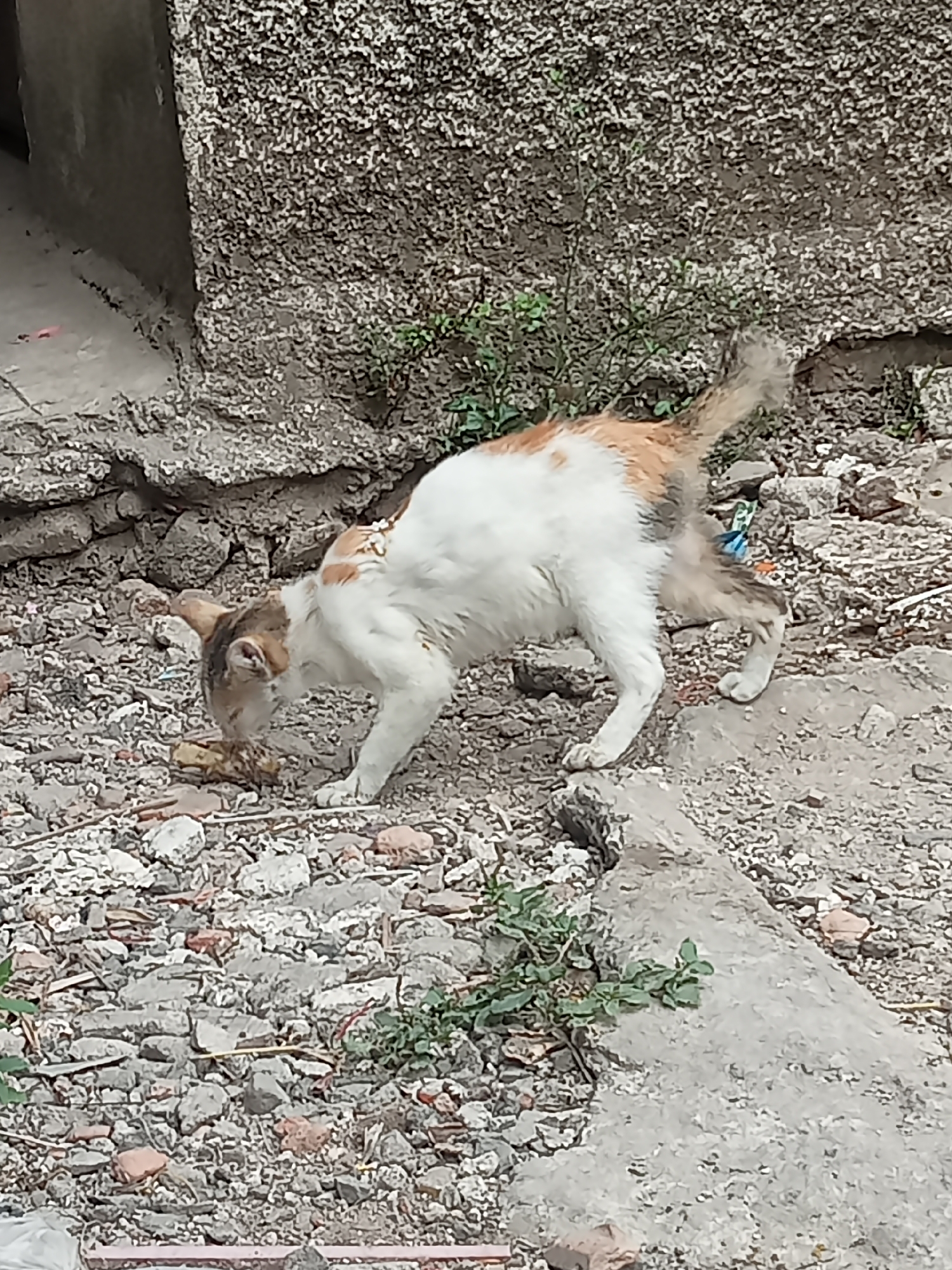 A calico cat with white, brown, and black patches is seen scavenging on the ground in Lebak Wangi, Indonesia. The cat is crouched low, with its head down, appearing to eat something on the rocky, debris-strewn ground. Its tail is raised, with brown and white fur. The environment is an outdoor urban setting, characterized by a rough, textured wall in the background and a mix of stones, dirt, and small plants on the ground. The lighting suggests it is daytime.