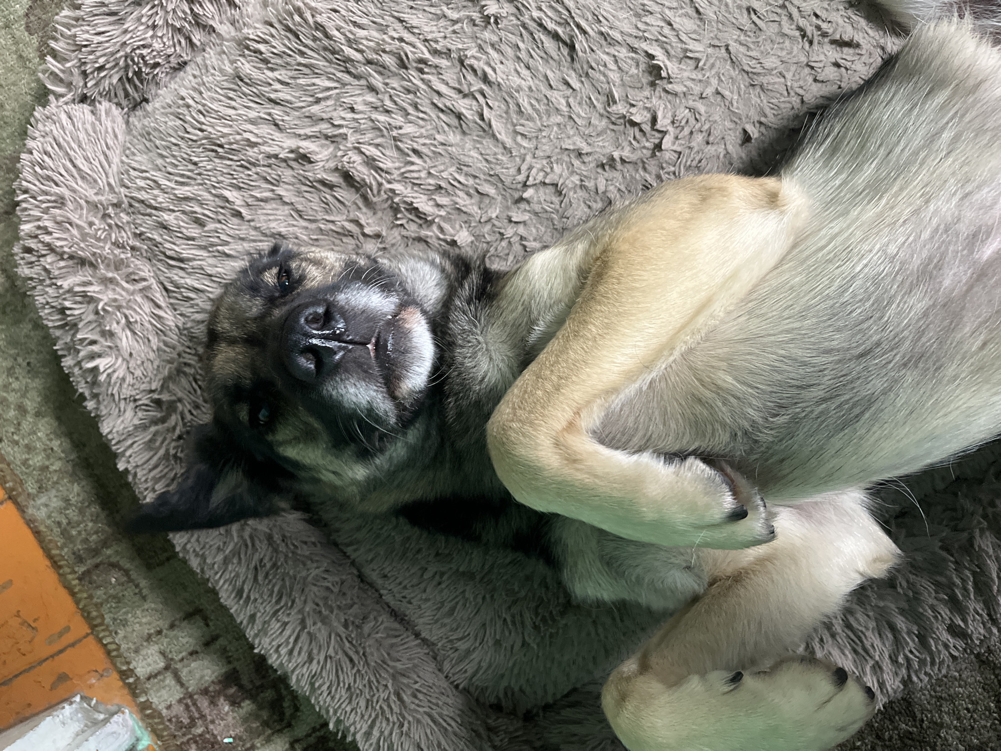 A dog, likely a German Shepherd mix, is lying on its back on a plush gray dog bed. Its paws are crossed in front of its chest. The dog's head is tilted slightly to the left, and its eyes are partially closed. Its nose is dark and appears slightly moist. The dog's fur is a mix of tan, gray, and black. The background consists of a patterned rug and what appears to be a wooden surface with an orange hue, possibly a floor or piece of furniture. The image appears to be taken indoors, in a domestic setting. There is no information available to place this image in Nizhny Tagil, Russia.