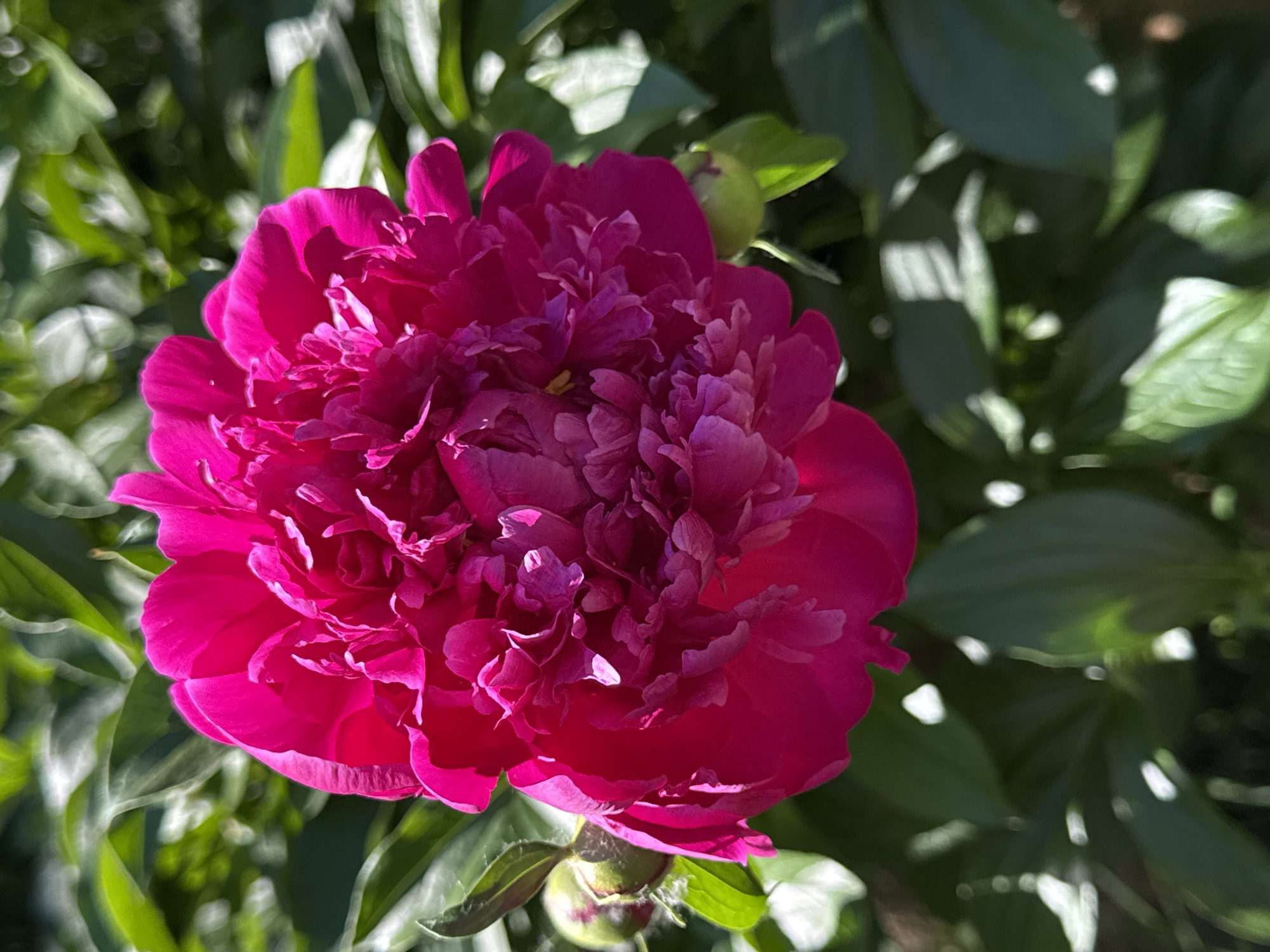 A vibrant pink peony bloom is the central focus of this close-up, outdoor photograph. The flower is fully open, showcasing its abundant, ruffled petals, which range in color from deep fuchsia to lighter pinks and even some white accents. Sunlight highlights the texture and form of the petals, creating subtle shadows and bright spots. To the left of the main bloom, a single peony bud is visible, partially covered by a leaf. The background is a blur of lush, green foliage, with dappled sunlight creating soft circles of light throughout. The overall impression is one of natural beauty and the peak of a peony's bloom. The image does not contain any information about a specific city or location.