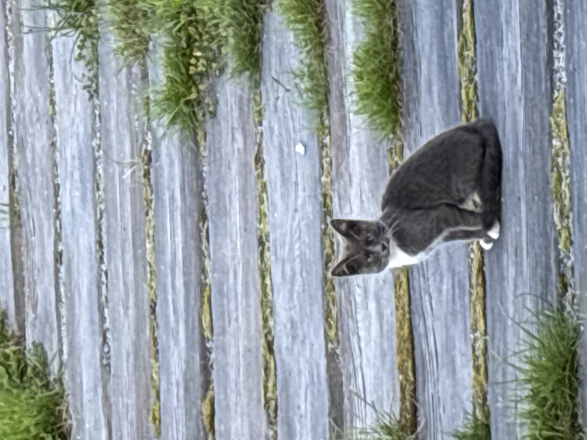 A medium shot captures a grey and white cat sitting on weathered wooden planks, which are arranged horizontally. The planks appear to be part of an outdoor pathway. Green grass is visible growing in patches between and alongside the planks. The cat is looking directly at the camera. The background consists of more wooden planks and greenery, suggesting an outdoor setting. The overall lighting suggests it is daytime. The specific location is not identifiable from the visual information provided.