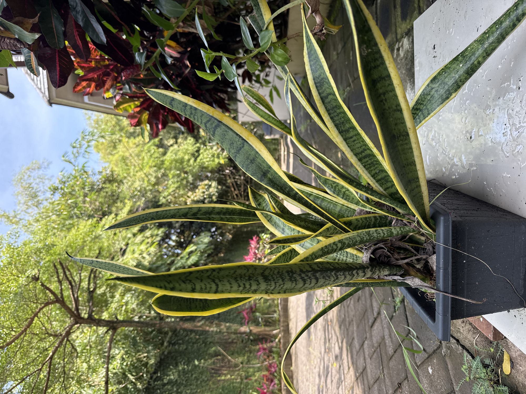 A snake plant, *Sansevieria trifasciata*, grows in a black plastic pot. The pot sits on a brick walkway next to a white wall. In the background are trees and other greenery, and a building with a red roof and other plants. The location is likely Jimbaran, Indonesia, as it is known for its tropical scenery and architecture. There are no people depicted in the image.