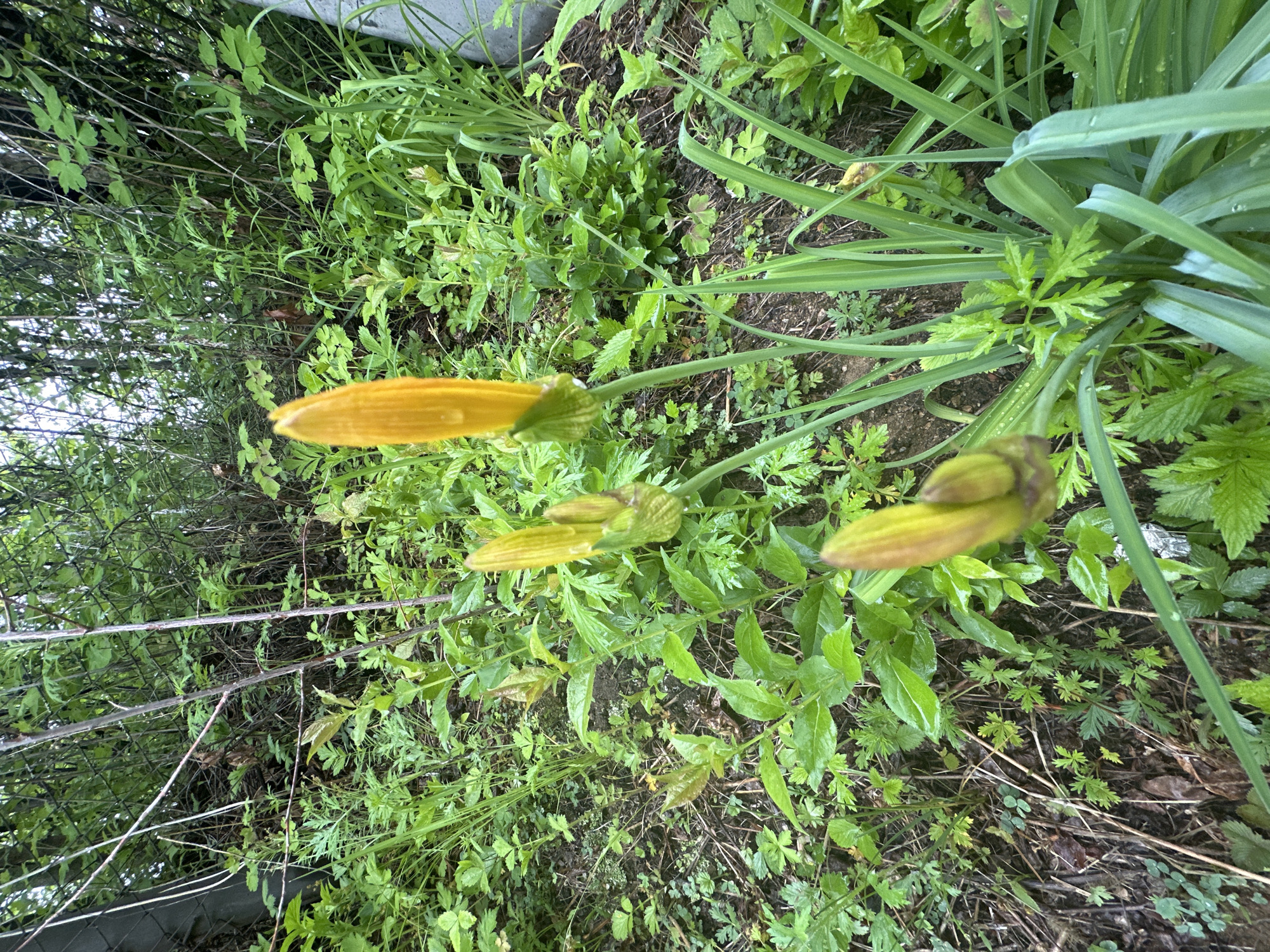 The image presents an overgrown natural area located within the city of Bira, Russia. The scene is dominated by various green herbaceous plants and foliage under diffuse lighting, suggesting an overcast day or recent precipitation, with visible water droplets on several leaves. In the midground, three prominent yellow flower buds, consistent with daylily species, emerge vertically from dense clumps of long, slender green leaves. Two of these buds are positioned towards the upper right quadrant, standing taller than the third bud which is located in the lower central area. The ground consists of dark, damp soil interspersed with patches of varied green groundcover, including plants with broad, serrated leaves and others with smaller, clover-like foliage, alongside some dried organic debris and thin sticks. In the background, a dense thicket of trees and shrubs forms a verdant backdrop. A chain-link fence is partially visible on the far left side, partially obscured by the foreground vegetation. On the far right, a vertical grey structure, possibly a pipe or post, is partially visible. No human subjects, animals, or explicit actions are discernible within the frame.