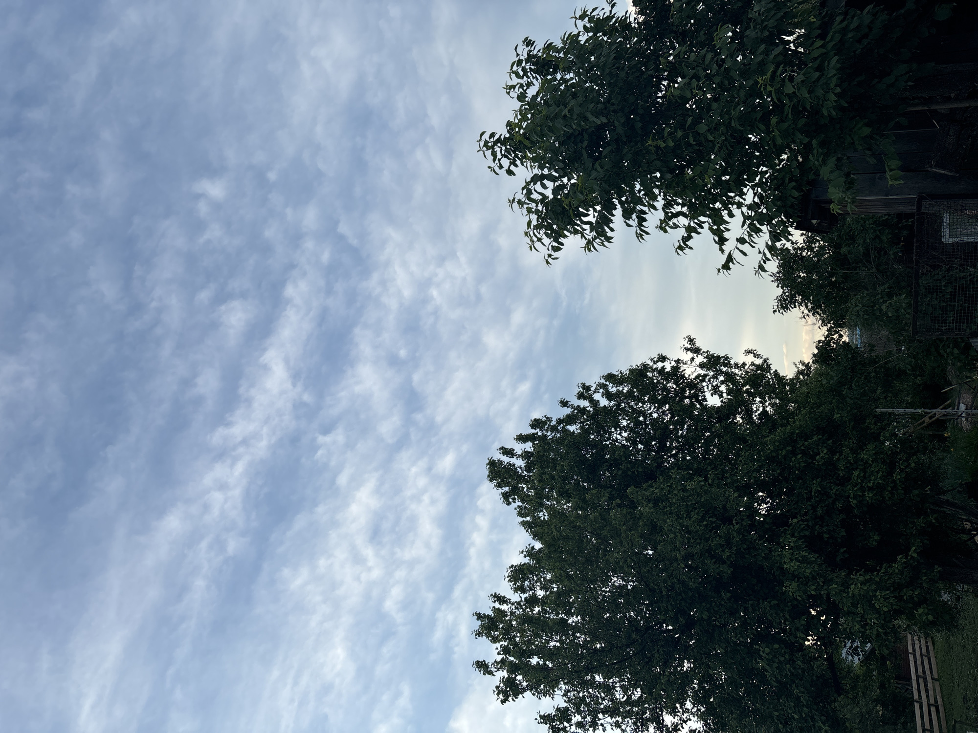 The image shows a view looking upwards towards the sky. The sky is partially covered with altocumulus clouds. The tops of two trees are visible in the upper right and lower center of the frame. Behind the trees in the right portion of the image, a fence or structure is partially visible. The exact location in Фоки, Russia cannot be determined from this image. There are no people visible.