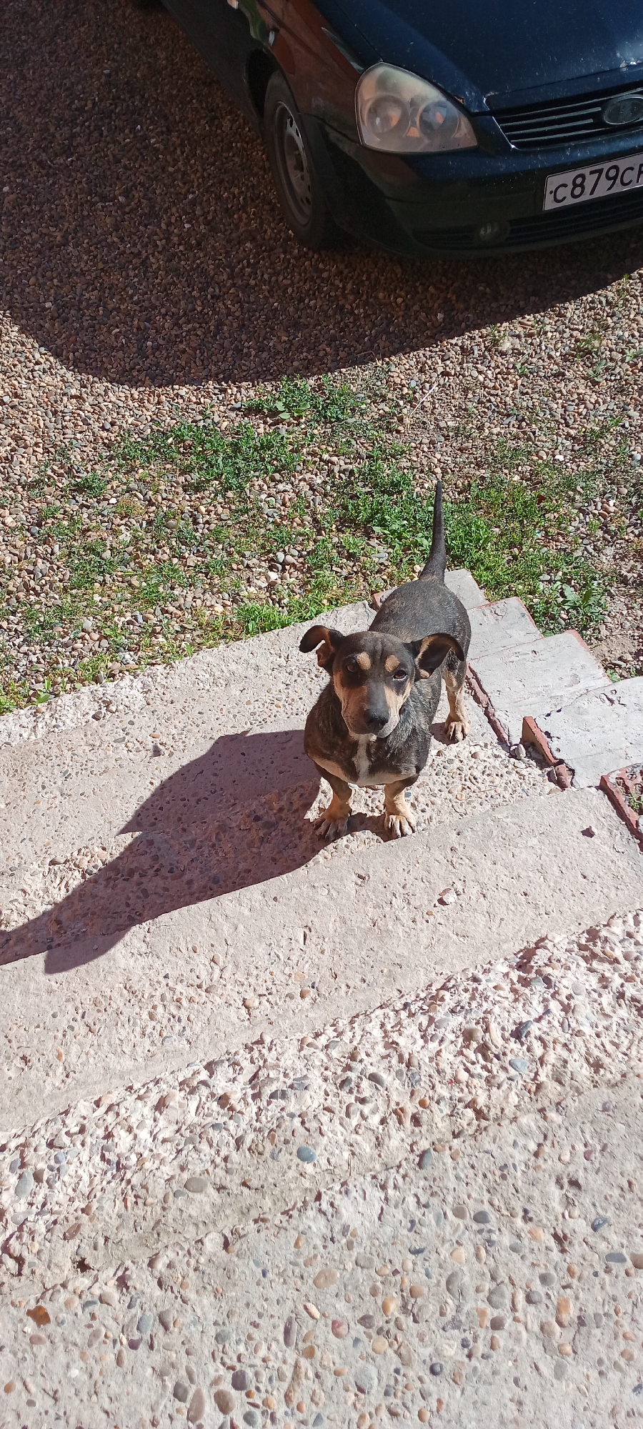 A short-haired, brown and black dog with tan markings on its face and chest stands on concrete stairs outside. The dog is looking directly at the camera. The stairs are rough and textured, with visible pebbles embedded in the concrete. To the left of the stairs, there is a shadow cast by the dog and potentially another object not fully visible. The background consists of gravel and sparse green grass. In the upper right corner of the image, the front of a dark-colored car is visible, with a license plate that reads "C879CH". The scene appears to be outdoors, likely in a residential or industrial area given the gravel and car. The lighting suggests it is daytime, with a strong light source casting distinct shadows. The location is identified as Tbilisskaya, Russia.