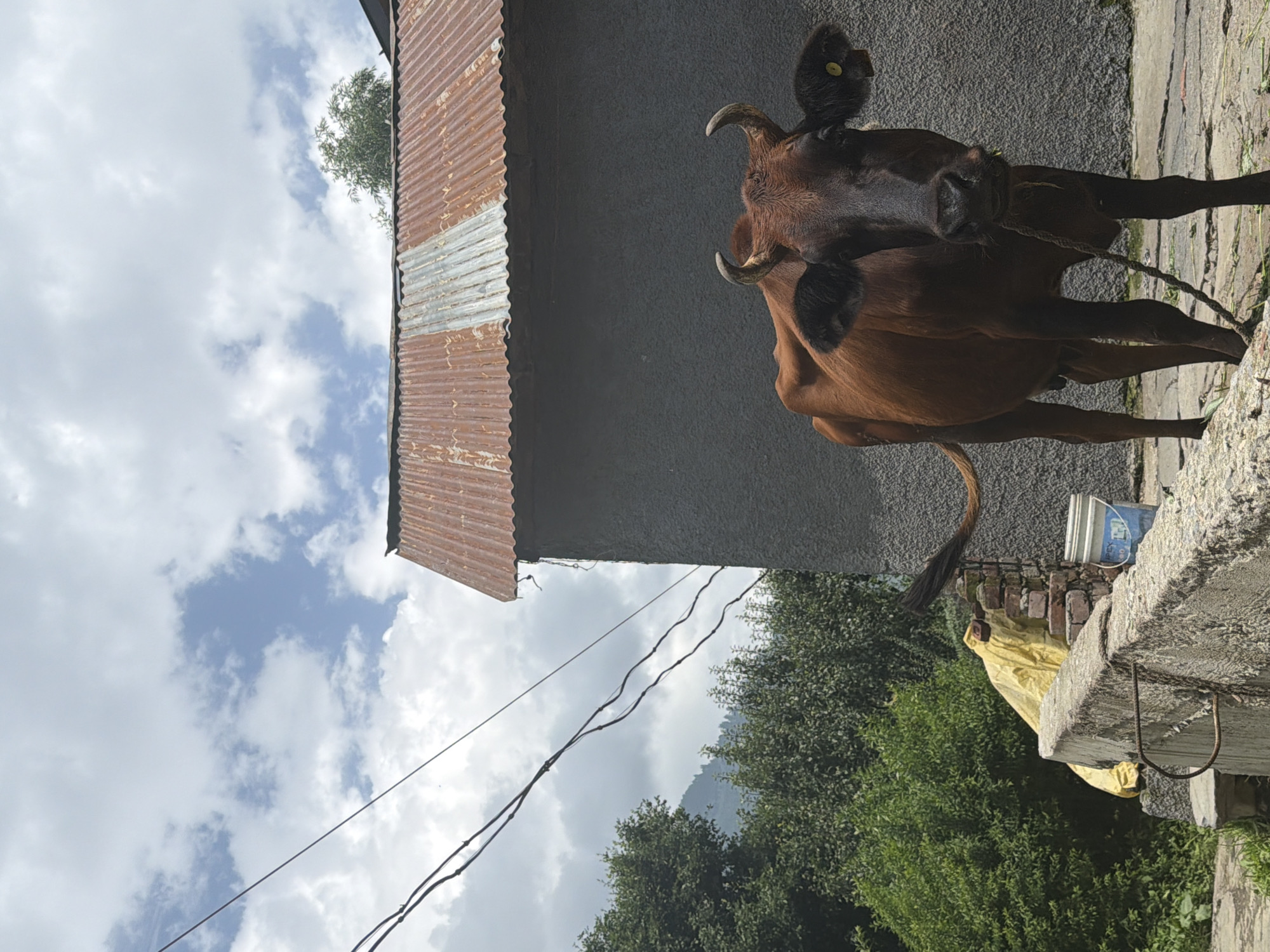 A brown cow stands tethered by a rope in an outdoor area with a gray building behind it, topped by a rusted corrugated metal roof. The cow's tail extends to the left. In the background, lush green trees and mountains are visible under a sky with white clouds. To the left of the cow, a yellow tarp covers a pile of bricks, and a blue and white bucket sits nearby. A concrete wall runs along the foreground. The scene appears to be in a rural or semi-rural setting, possibly Vashisht, India, given the architectural style and vegetation.