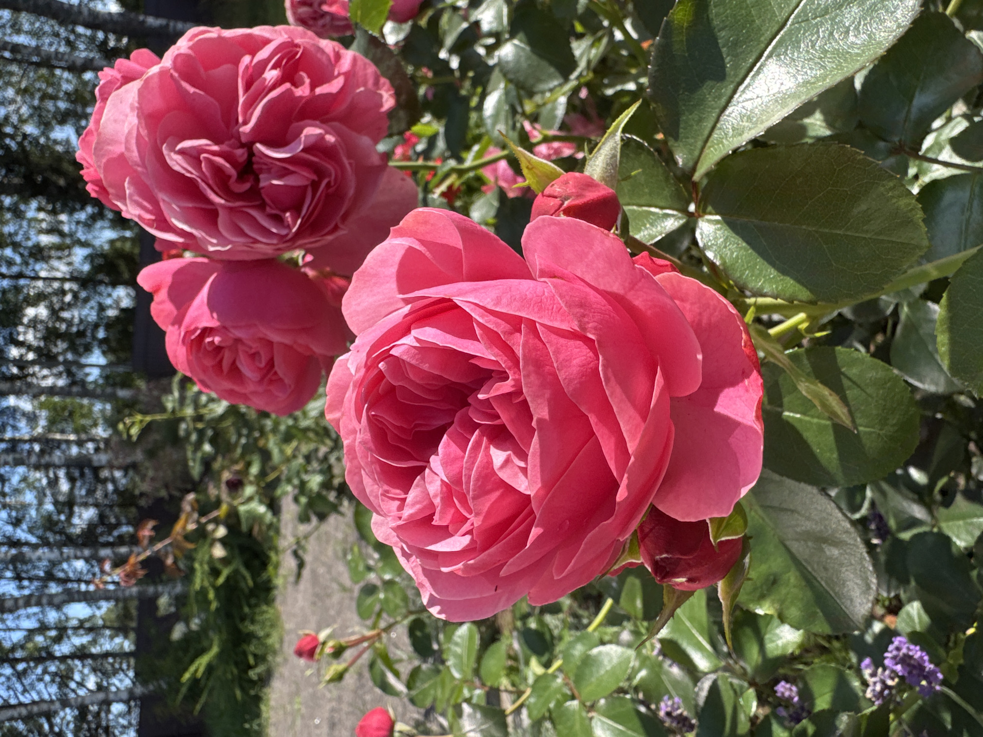 This is a close-up, eye-level shot of several vibrant pink roses in bloom. The foreground is dominated by a large, fully opened rose, its petals tightly furled in the center and gradually unfurling outwards. To the right and slightly behind it, two more similarly colored roses are visible, one in the process of opening and the other fully bloomed. Their petals are soft and textured, catching the sunlight.
The roses are surrounded by lush green foliage, with visible rose buds and smaller buds in various stages of development. In the lower left corner, a cluster of small purple flowers adds a contrasting color to the scene. The background is blurred but suggests an outdoor setting with trees, possibly birches, identifiable by their white trunks, and a pathway or ground cover. The lighting indicates a sunny day, with shadows cast by the leaves and petals. There are no people or animals present in the image. This scene is likely located in a garden or park in Steklyannyi, Russia, given the presence of birch trees, a common feature in Russian landscapes.