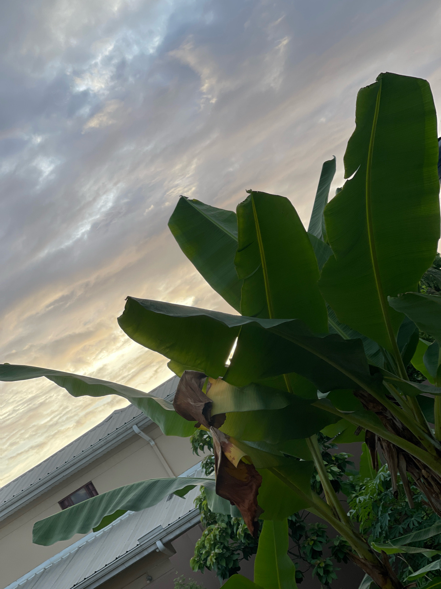 In Piarco, Trinidad and Tobago, a low-angle shot captures a cluster of large, green banana leaves against a backdrop of a cloudy sky. The leaves, some of which are torn or brown at the edges, dominate the foreground and midground, obscuring much of the background. In the lower left of the image, a portion of a building with a light-colored wall and a white, sloped roof is visible. A small, dark-framed window is set into the wall. The sky displays a gradient of grays and whites, with hints of pale yellow light suggesting either sunrise or sunset. The overall impression is one of lush vegetation framing a residential structure under an atmospheric sky.