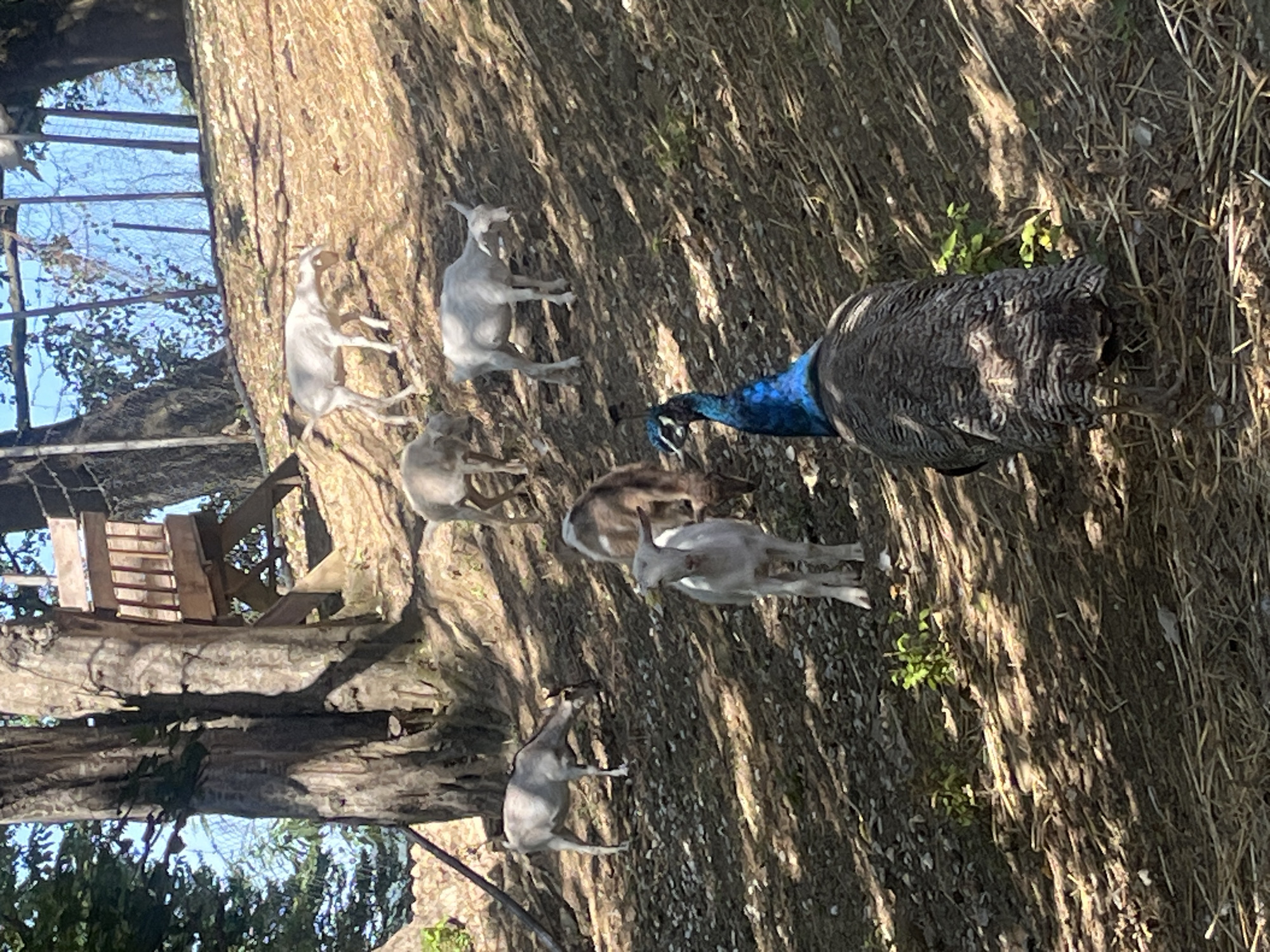 This image depicts a partially shaded, naturalistic outdoor setting, possibly an enclosure or a farmyard, featuring several goats and a peacock. The ground is covered with dry leaves, straw, and loose soil, suggesting a rural or semi-rural environment. A large tree trunk is prominent on the left side of the frame, with dappled sunlight filtering through its branches. In the background, a wooden structure, resembling a raised platform or a small playhouse with railings, is visible, partially obscured by vegetation and shadows.
There are at least five goats present. One light-colored goat is positioned in the mid-ground, facing left and grazing. To its left and slightly further back, another light-colored goat is also grazing. Further up the sloping terrain, two more light-colored goats are visible, one in the mid-upper right corner of the frame and another just below it, both appearing to graze or stand. A brown and white goat is situated in the center of the frame, facing away from the viewer and grazing.
A peacock is the dominant subject in the foreground, facing away from the camera and looking towards the goats. Its iridescent blue and green neck feathers are brightly colored, contrasting with its dark, patterned body and tail. The peacock is standing on the earthy ground, with its tail feathers partially visible.
The environment appears to be a sunlit area with significant tree cover, indicated by the shadows cast on the ground. The background shows more trees and a blue sky with some indications of fencing or netting overhead.
There is no specific information in the image to indicate its location in the city of Progress, Russia.
