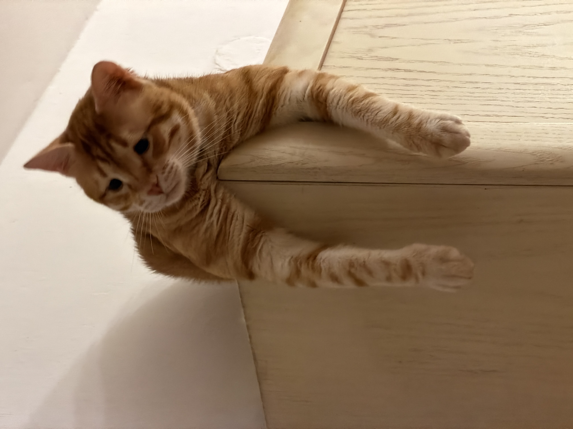 An orange tabby cat is lying on the edge of a light-colored wooden surface, possibly a piece of furniture like a dresser or cabinet. The cat's head is tilted, and it's looking downwards towards the lower left corner of the frame. Its front paws are dangling off the edge of the surface. The background is a light-colored wall, potentially white or off-white. There is no indication in the image to indicate that the location is in Bat Yam, Israel.