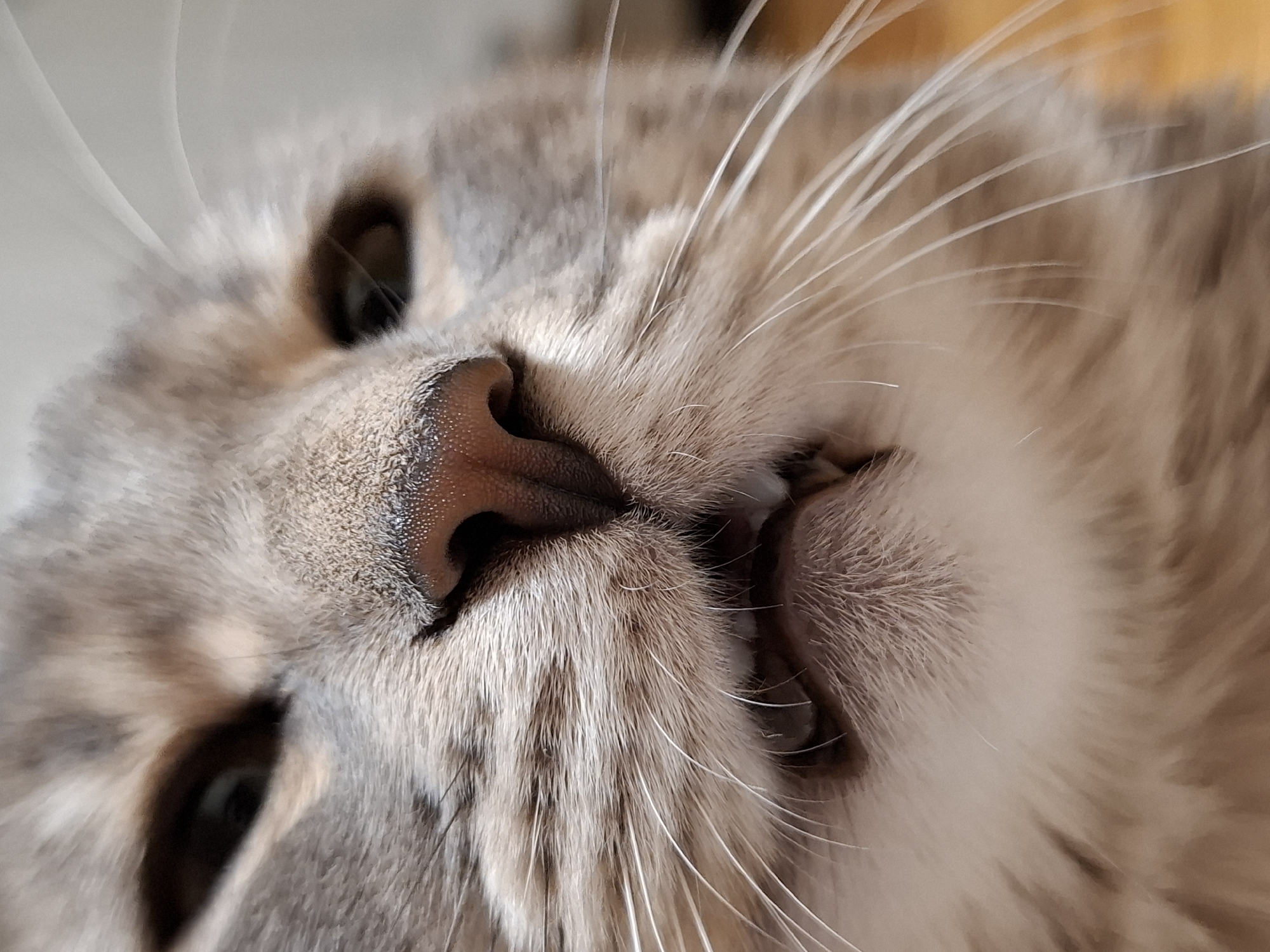 A very close-up, low-angle shot captures the face of a domestic cat, lying down and appearing relaxed or sleepy. The cat's head is tilted, showcasing its nose, mouth, and right eye prominently in the foreground, with the left eye partially visible towards the bottom left. The cat has soft, grey and light brown tabby-patterned fur with white patches, which is in sharp focus around its muzzle and whiskers. Its pinkish-brown nose is central to the composition, and numerous long, white whiskers radiate outwards. The cat's mouth is slightly open, revealing a glimpse of its small teeth and gums, indicating a state of deep comfort or rest. Its dark, almond-shaped eyes are visible but slightly out of the sharpest focus. The background is heavily blurred, featuring soft, indistinct tones of light grey/white on the left and a warm yellow/orange on the right, suggesting an indoor setting. There is no visible text in the image.