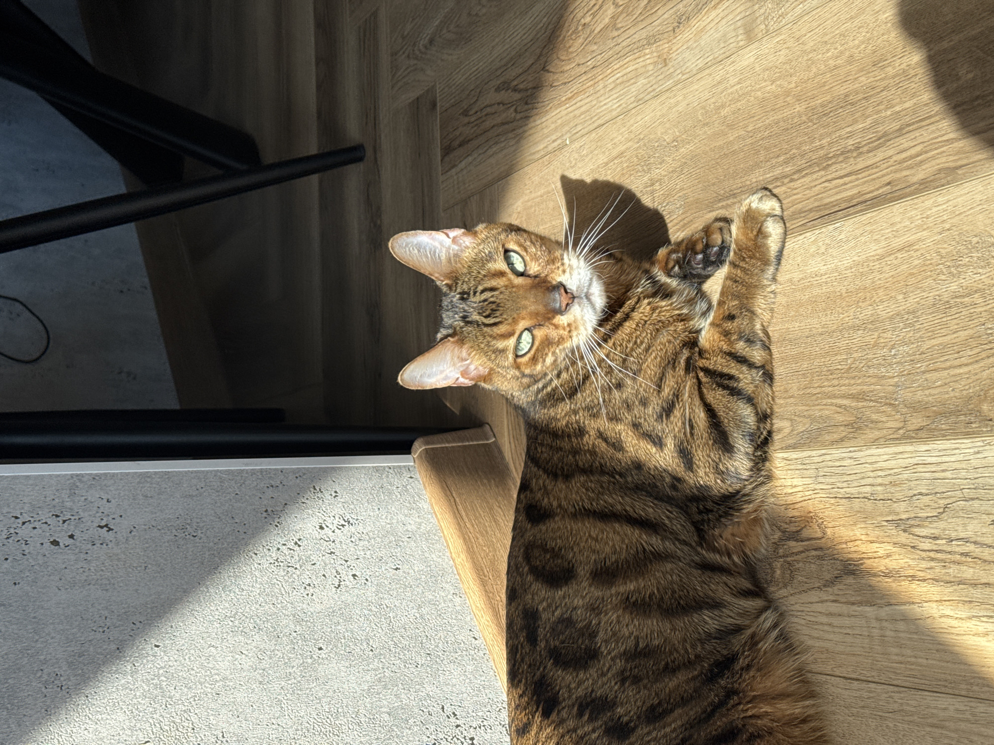 A brown tabby cat with green eyes is lying on its back on a light-colored wood floor. The cat's front paws are raised, and it is looking up at the camera. The scene is lit by bright sunlight, casting shadows. Part of a black table leg is visible in the upper left corner, along with a textured surface underneath, possibly a rug or concrete floor. A wooden chair leg is positioned near the cat's head. The location is Unknown, Unknown.