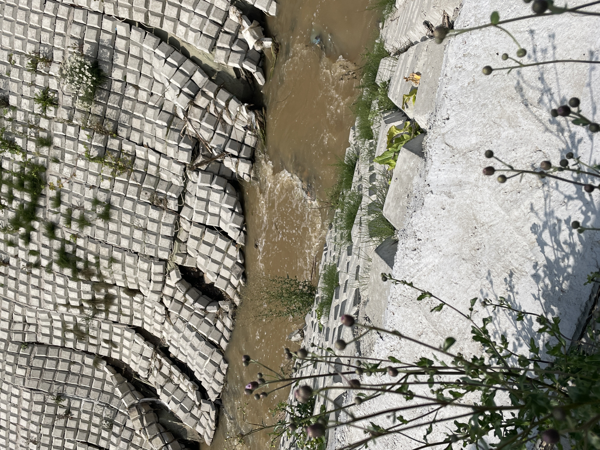 The image depicts a concrete embankment alongside a muddy, flowing body of water. The embankment is constructed of interlocking, diamond-shaped concrete blocks, many of which appear to be dislodged or tilted, suggesting erosion or structural instability. Vegetation, including grass and small plants, is growing in patches on and around the concrete blocks, as well as along the banks of the water. In the foreground, out-of-focus branches and buds of a plant are visible, casting shadows on the concrete steps in the lower portion of the image. The water appears to be a brown, murky color and shows some turbulence, indicating movement. There are no people visible in the image. The scene suggests an urban or semi-urban environment, likely a river or canal within the city of Hrodna, Belarus, where flood control or bank stabilization measures are in place.