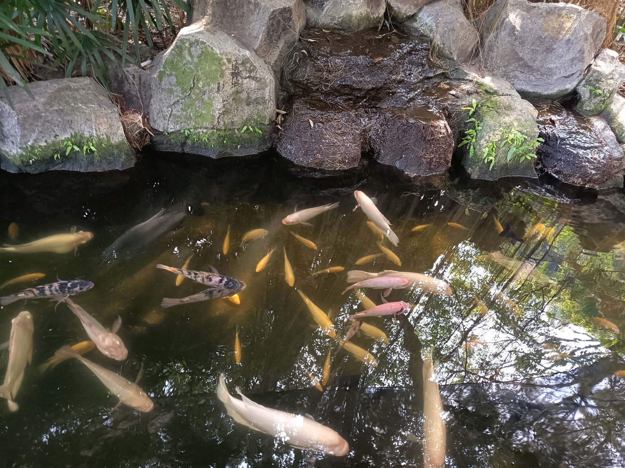 This is a high-angle medium shot of a pond in the city of Yogyakarta, Indonesia, populated by numerous koi fish of various sizes and colors. The pond is bordered by large, grey rocks, some of which are covered in moss and small green plants. The water's surface reflects the surrounding greenery and branches from overhead trees. The fish, primarily in shades of white, orange, and black and white patterns, are swimming actively, with some appearing to be near the surface and others submerged. The lighting suggests it is daytime, and the scene appears to be part of a garden or park.