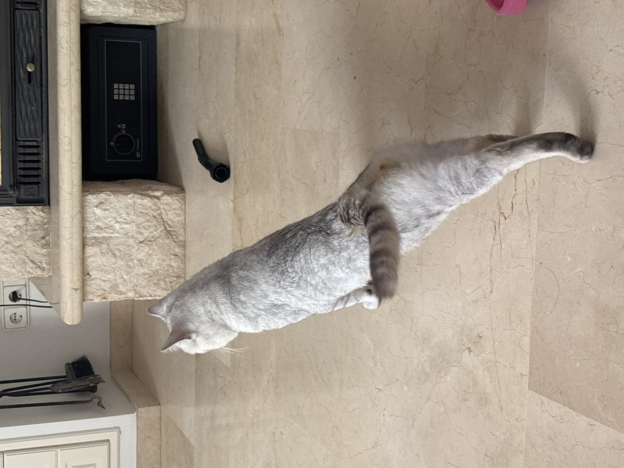 A grey cat is shown from behind, standing on a marble floor. The cat is facing away from the camera, with its tail curled up. In the background, a fireplace with a safe underneath and a fireplace tool set are visible. A black vacuum cleaner attachment is on the floor near the fireplace. The scene appears to be indoors, likely in a residential setting in Orihuela, Spain.