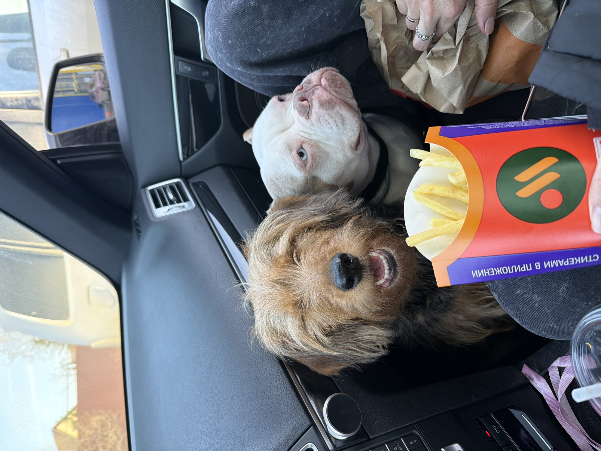 The scene is set inside the passenger compartment of a vehicle in Khimki, Russia. Two dogs and at least one human occupy the front passenger area.
The primary subject on the left is a medium-sized dog with shaggy, light and dark brown fur, exhibiting an open mouth revealing teeth and partially closed eyes. It is positioned in the lower-left section of the frame, emerging from the footwell area. To its right, partially obscured by a human leg, is a smaller, white-furred bully breed dog with faint tan markings and blue eyes. This dog wears a dark collar and looks towards the right, away from the camera.
The human's lower torso and hands are visible. The individual wears dark, possibly faded denim pants. A hand, adorned with a silver ring on the ring finger, holds a crumpled brown paper bag. Another hand holds a red and orange carton of "Вкусно и точка" French fries, which are visible within the container. The carton displays the "Вкусно и точка" logo and Russian text "СТИКЕРАМИ В ПРИЛОЖЕНИИ" (Stickerami v prilozhenii). A clear plastic cup with a lid and straw, containing a beverage, is partially visible in the lower-left foreground, next to a pink ribbon.
The vehicle's interior features a dark dashboard, an air vent, and a control panel with buttons, including "OFF" and "SYNC." Through the front windshield, a blurred light-colored vehicle, a brown fence, and a building with a yellow roof are visible. The passenger side mirror reflects a blue building facade and a red car in the distance, indicating an outdoor, possibly commercial or semi-urban environment consistent with a fast-food establishment or parking lot.