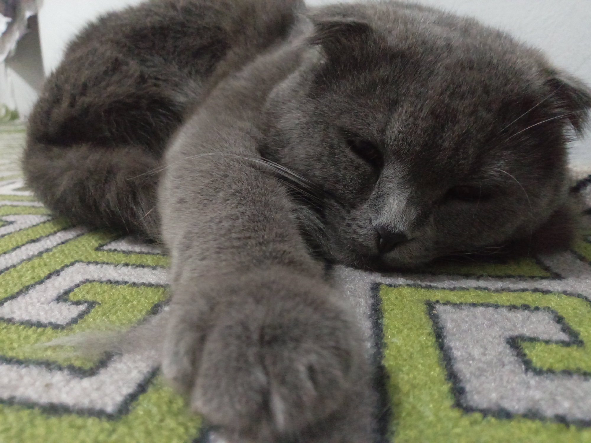 A close-up, low-angle shot shows a grey Scottish Fold cat sleeping soundly on a green and white patterned rug. The cat is curled up, with its head resting on its paw and its eyes closed. Its fur is short and dense, and its ears are folded forward, characteristic of the breed. The rug has a geometric pattern with interlocking shapes in shades of green, white, and black. The background is blurred, but it appears to be an indoor setting with a light-colored wall. The lighting is soft, suggesting it may be daytime, but no specific time can be determined. The overall mood of the image is peaceful and serene, conveying the comfort and relaxation of the sleeping animal. There is no visible text in the image.