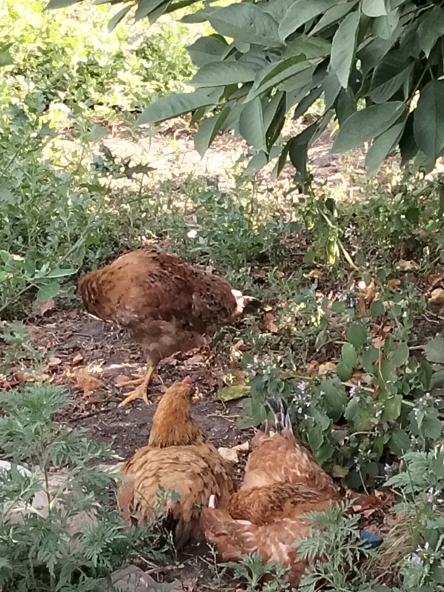 The image captures a scene in Ustyvytsia, Ukraine, featuring four chickens amidst lush greenery and soil. One chicken, positioned towards the left, is standing with its head down. To its right, another chicken is lying on its side. In the center-left, a third chicken is also lying down, its back to the viewer. Finally, a fourth chicken, partially obscured by foliage on the right, is lying on its side with its legs in the air. The environment is characterized by dirt, fallen leaves, and a variety of plants, with some small purple flowers visible. Large green leaves from a tree overhang the scene from the top.