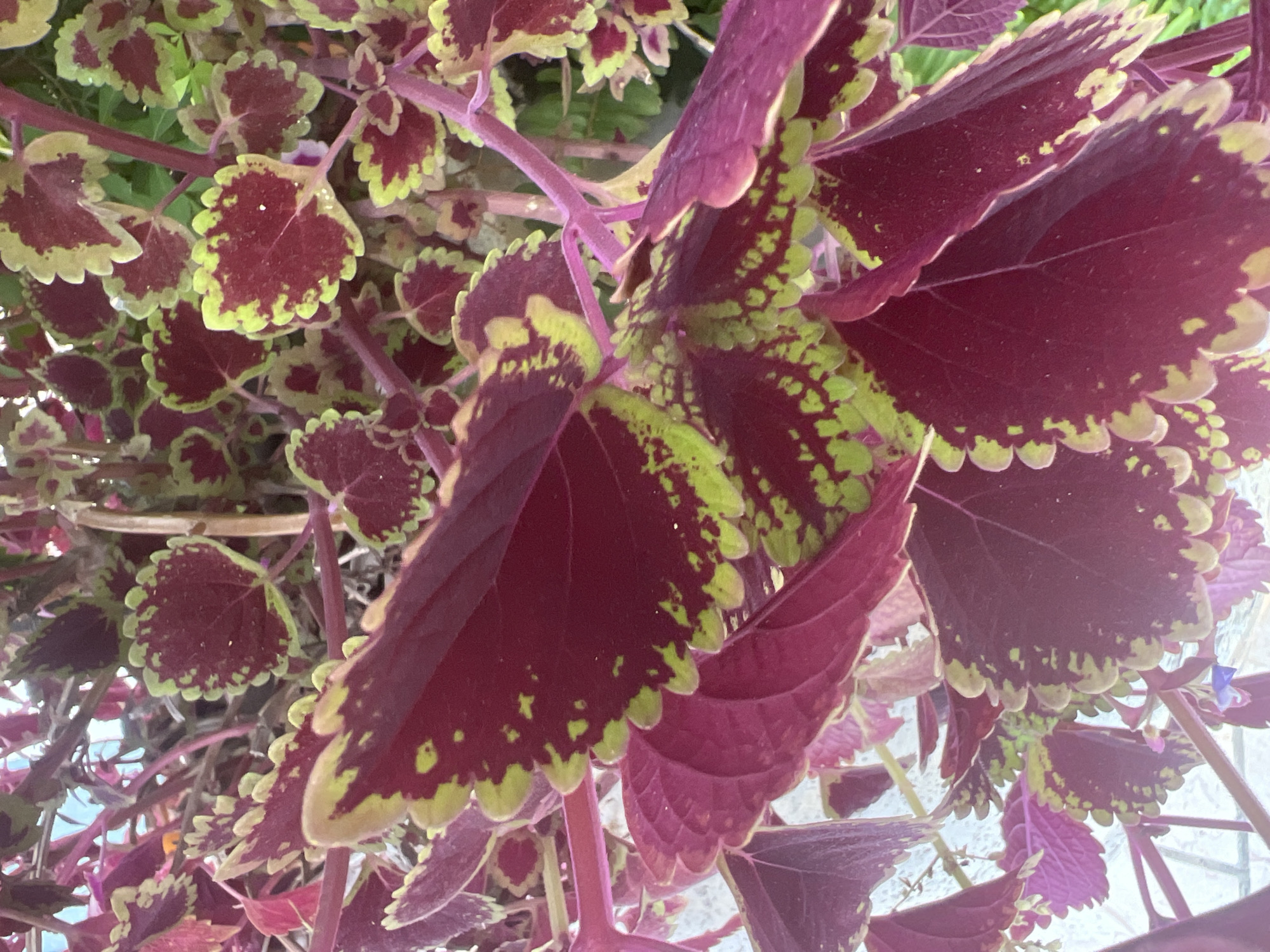The image shows a close-up of Coleus plants with vibrant burgundy and lime green patterned leaves. The leaves have a serrated edge and are arranged densely on reddish-purple stems. The background is slightly blurred, showing hints of other foliage and a light-colored wall, possibly indicating an outdoor setting in a garden or balcony. No people or specific landmarks within Hof HaCarmel Regional Council, Israel are identifiable in the image.