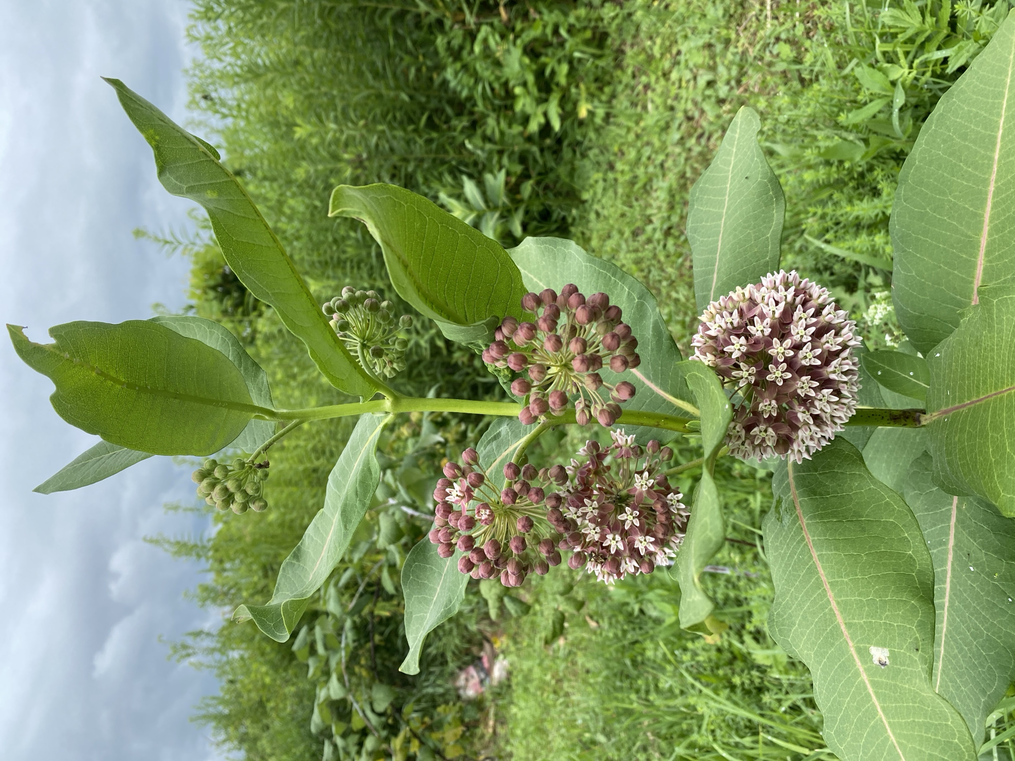 The image shows a close-up of a milkweed plant with clusters of blooming flowers and developing seed pods against a backdrop of green vegetation and a cloudy sky. The milkweed plant is in focus and occupies the central and lower portions of the frame. Its large, ovate leaves are a vibrant green with prominent veins. Clusters of small, star-shaped flowers, predominantly pinkish-purple and white, are visible, as are developing seed pods which are green and rounded. The background consists of dense green foliage, suggesting an outdoor natural environment, possibly a meadow or roadside. The sky is overcast with gray clouds. The scene appears to be an outdoor natural setting in the Town of Princetown, United States of America.