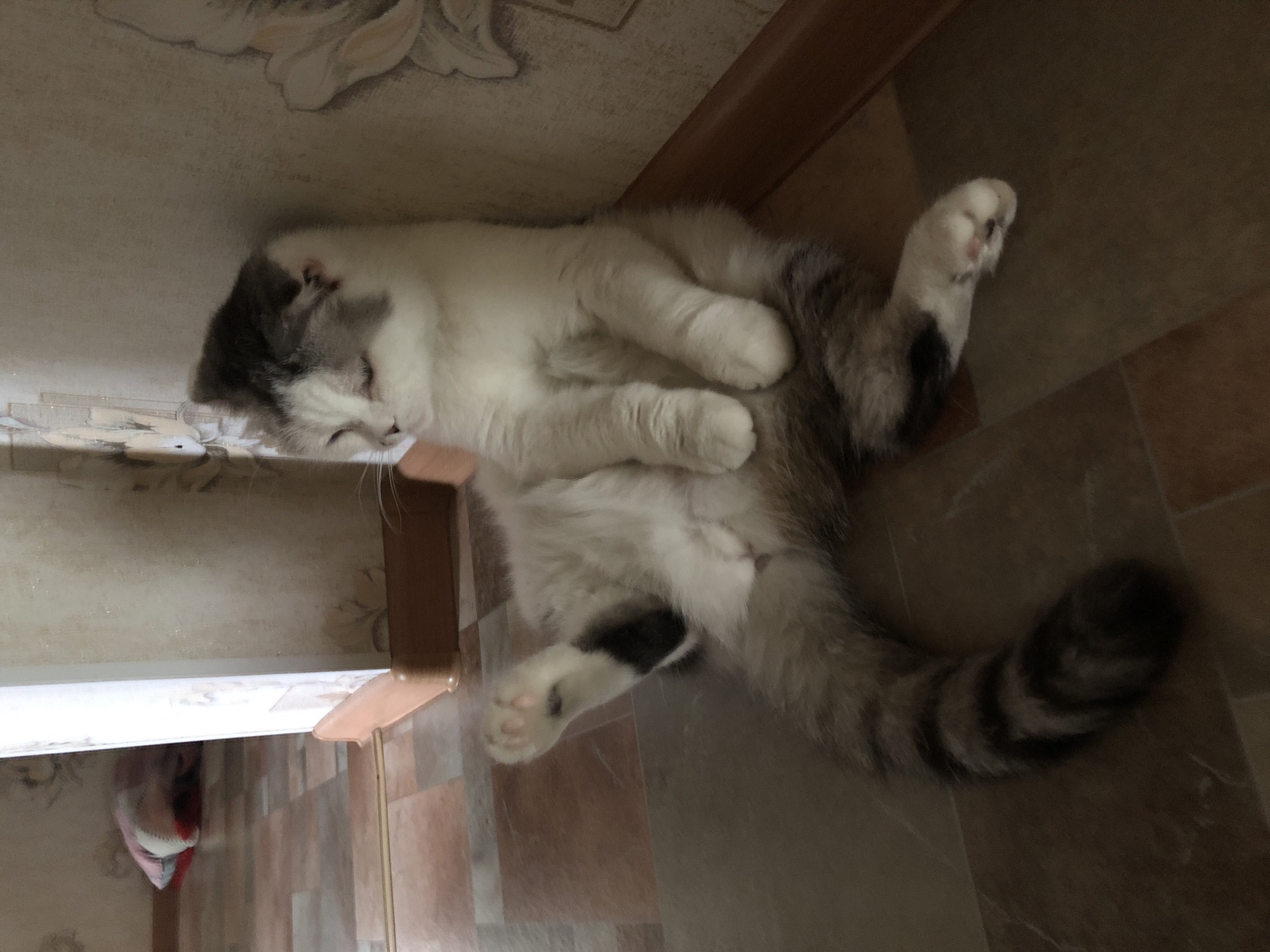 A fluffy cat with white and gray fur lies on its back on a tiled floor. Its tail is curled and has distinct gray stripes. The room appears to be indoors, and the walls are textured with a floral pattern. A doorframe or baseboard is visible along the wall. The location is Noviy, Russia.
