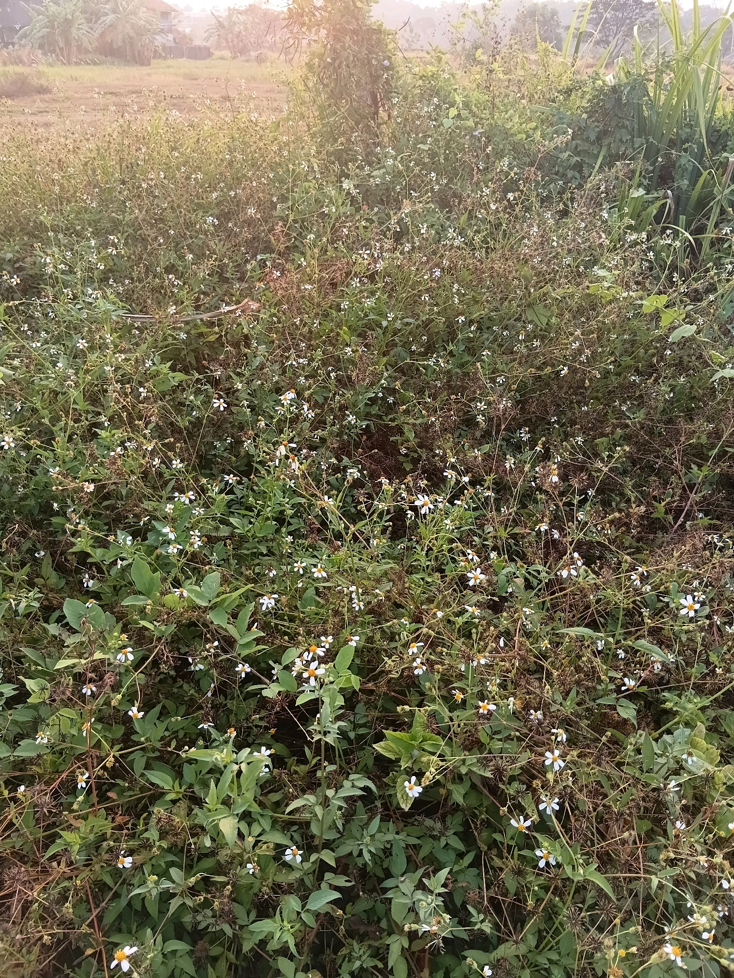The image depicts a dense patch of vegetation featuring numerous small white flowers with yellow centers, interspersed with green leaves and dry, brown plant matter. The scene appears to be an overgrown area, possibly a field or roadside, with the backdrop suggesting a rural or semi-rural environment, potentially in Cikal, Indonesia, given the mention of this location. The lighting suggests it could be early morning or late afternoon due to the soft, diffused light and the slight haze in the distance. No people or animals are visible in the image. The overall impression is one of untamed natural growth.