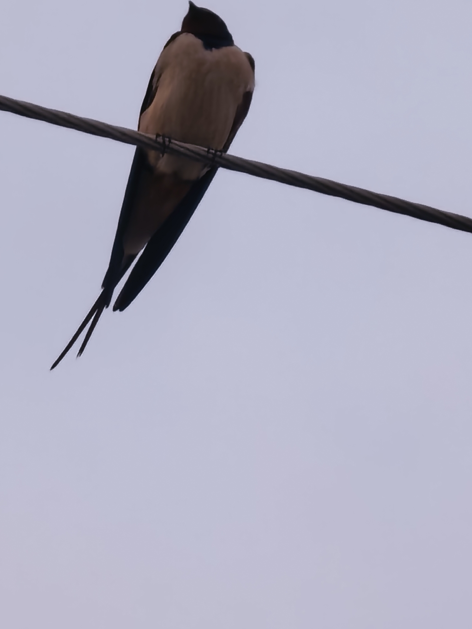 An upward-angle shot captures a bird perched on a utility wire against a uniformly light, overcast sky. The bird, viewed from behind, features a dark head and back, contrasting with light brown or tan underparts visible on its chest and belly. Its long, pointed wings appear dark, and its most distinctive feature is a deeply forked tail, with two prominent, elongated outer tail feathers extending downwards. The bird's small, dark legs and feet grip the textured, dark gray wire, which runs diagonally across the upper portion of the frame, from the top left to the mid-right. The sky is a soft, pale blue-gray, suggesting either an overcast day or diffused light. There are no other objects, structures, or discernible landscape elements in the frame, focusing entirely on the bird and the wire. No text is visible in the image.