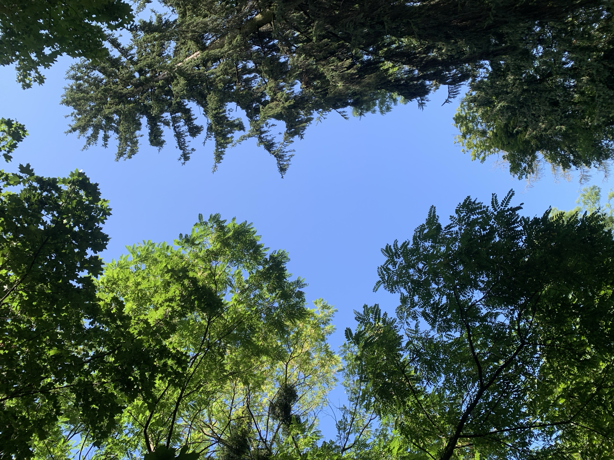 The image shows a view looking up at the sky through the canopy of trees. The sky is a clear, vibrant blue. On the left side of the frame, there are lush green leaves of deciduous trees, some of which are brightly illuminated by sunlight, while others are in shadow. A cluster of moss or mistletoe can be seen on a branch in the upper left. On the right side of the frame, a tall, dark green coniferous tree, possibly a spruce, dominates the view, with its branches reaching upwards. The lower portion of the image reveals more green foliage from various trees, creating a sense of being surrounded by nature. The scene is consistent with the presence of abundant greenery found in urban parks or forested areas within Lviv, Ukraine, such as Stryiskyi Park or the surrounding areas with mixed forests. No people, animals, or structures are visible in the image.