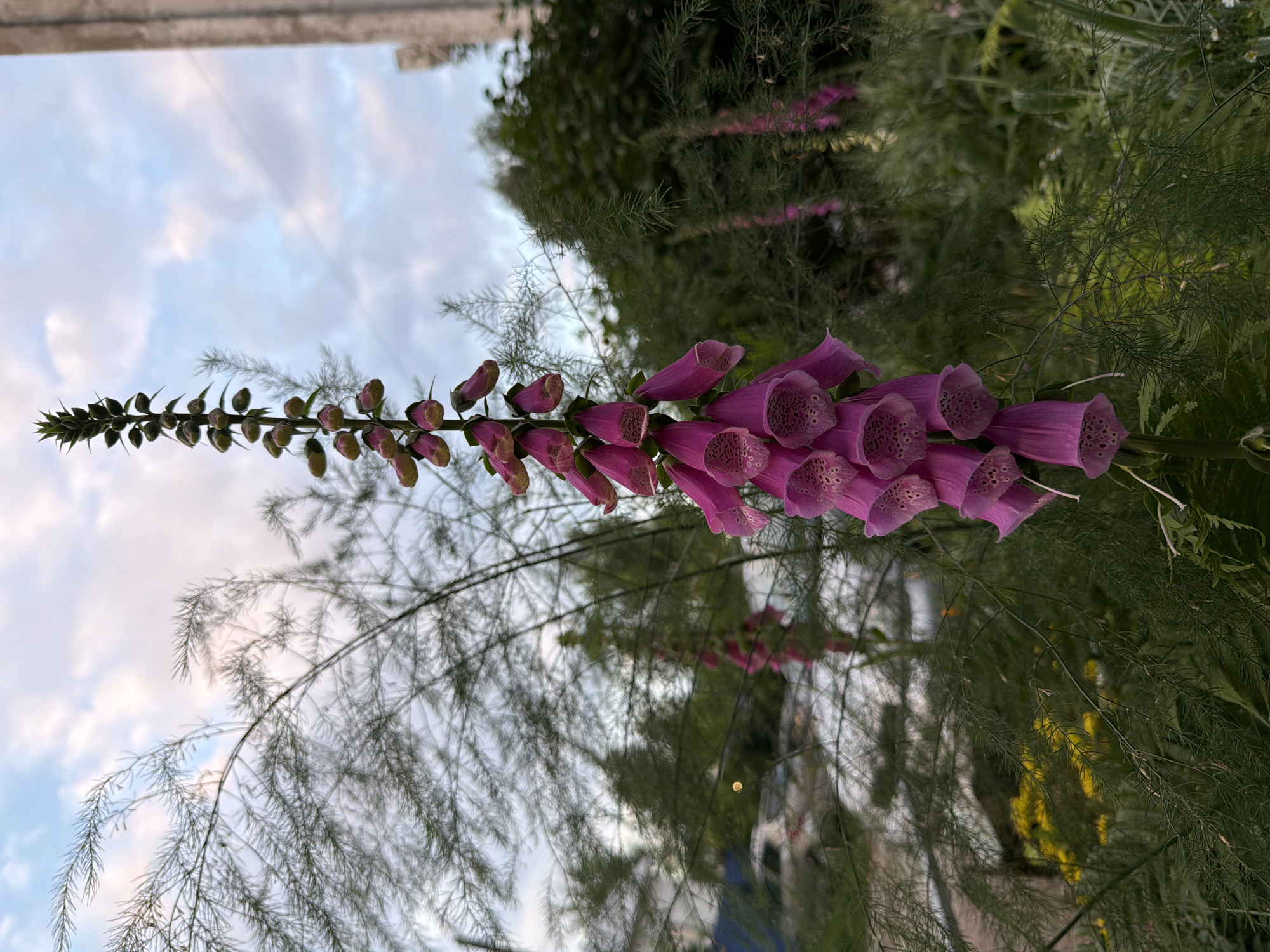 A tall, slender foxglove plant with clusters of pink, bell-shaped flowers dominates the foreground. The flowers have a speckled interior. The plant is surrounded by feathery green foliage, likely asparagus fern, which creates a soft, blurred backdrop. In the mid-ground, through the greenery, a hint of a residential building is visible, along with parked cars, suggesting an urban or suburban setting. Further back, the dark green of trees and a bright patch of yellow flowers can be seen. The sky above is a pale blue with scattered white clouds, illuminated by what appears to be late afternoon or early evening light. The image was captured in Chaikovsky, Russia.