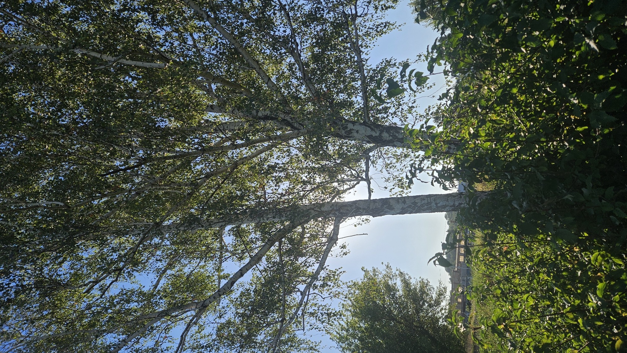 A full shot of two birch trees with white bark, their leaves creating a canopy against a bright blue sky. The sun is partially visible behind the trees, casting a lens flare and dappling light through the foliage. In the foreground, a dense thicket of green bushes and plants obscures the ground, some of them catching the sunlight. In the middle ground, a line of buildings with yellow facades and darker roofs is visible, suggesting an urban or suburban setting. The overall impression is one of a sunny day in a natural setting within a populated area. The provided image does not contain enough specific details to determine its exact location within the city of Prešov, Slovakia.