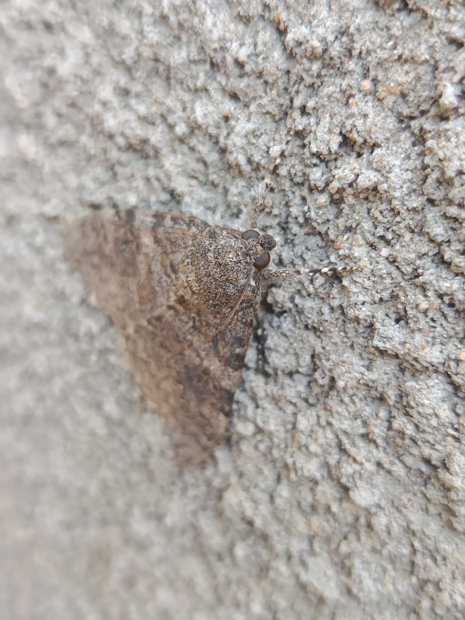 A close-up, eye-level shot shows a brown and grey moth resting on a textured, light-grey concrete wall. The moth is positioned on the left side of the frame, with its body angled slightly away from the viewer. Its wings are folded, revealing a patterned surface. The wall has a rough, uneven texture with visible small pebbles and aggregate. The background is softly blurred, emphasizing the moth and the immediate wall surface. The scene appears to be outdoors, given the natural lighting and the type of wall. No specific landmarks or features that would indicate a precise location within Yampil, Ukraine, are visible. The image is static, capturing a moment in time with no discernible action or interaction.