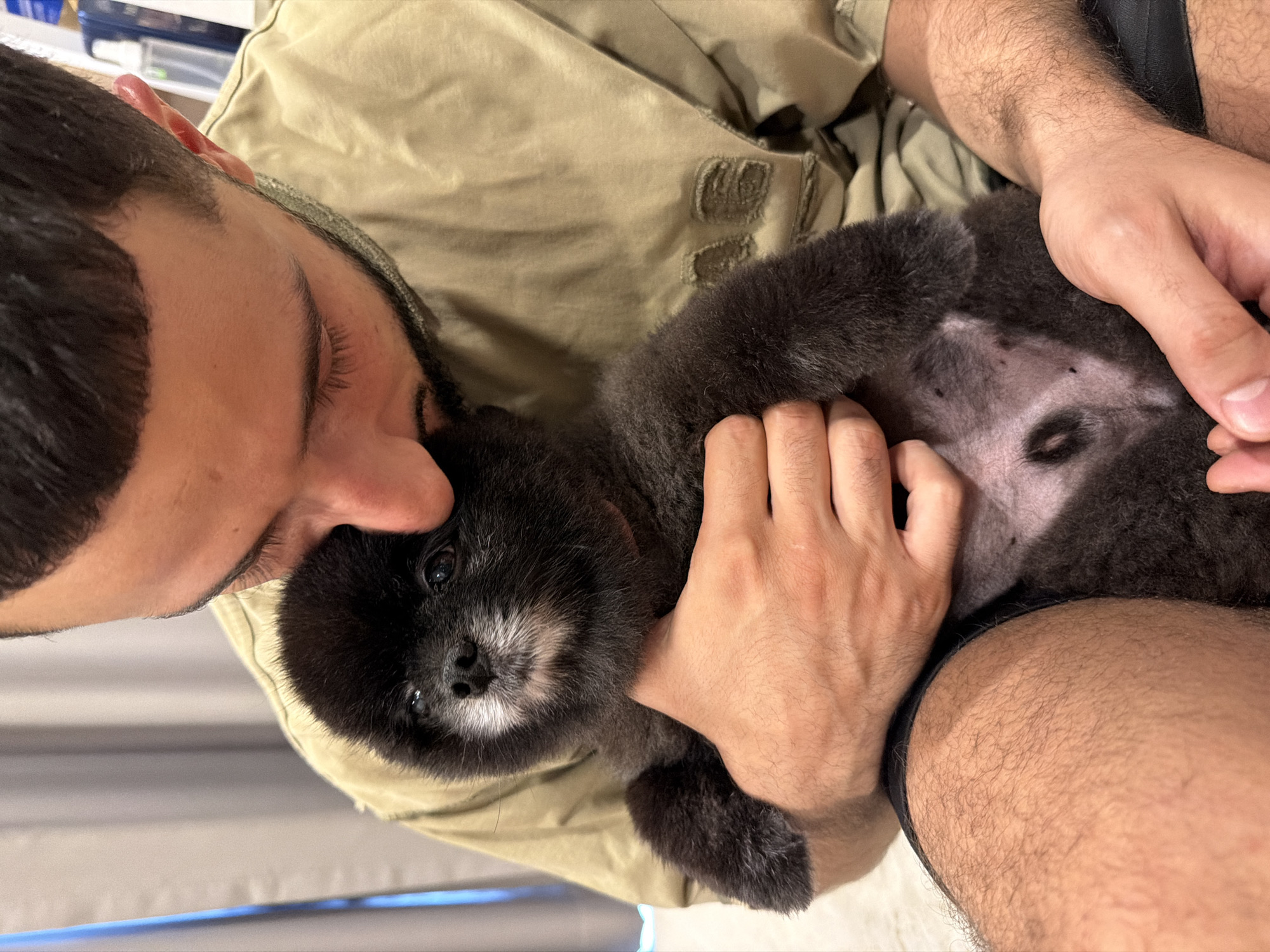 A person is holding a black Pomeranian dog in their arms. The person is wearing a tan t-shirt. The dog is looking at the camera and has a black nose and dark eyes. The background appears to be indoors with a curtain or blinds visible. The image was taken in Kathu, Thailand.