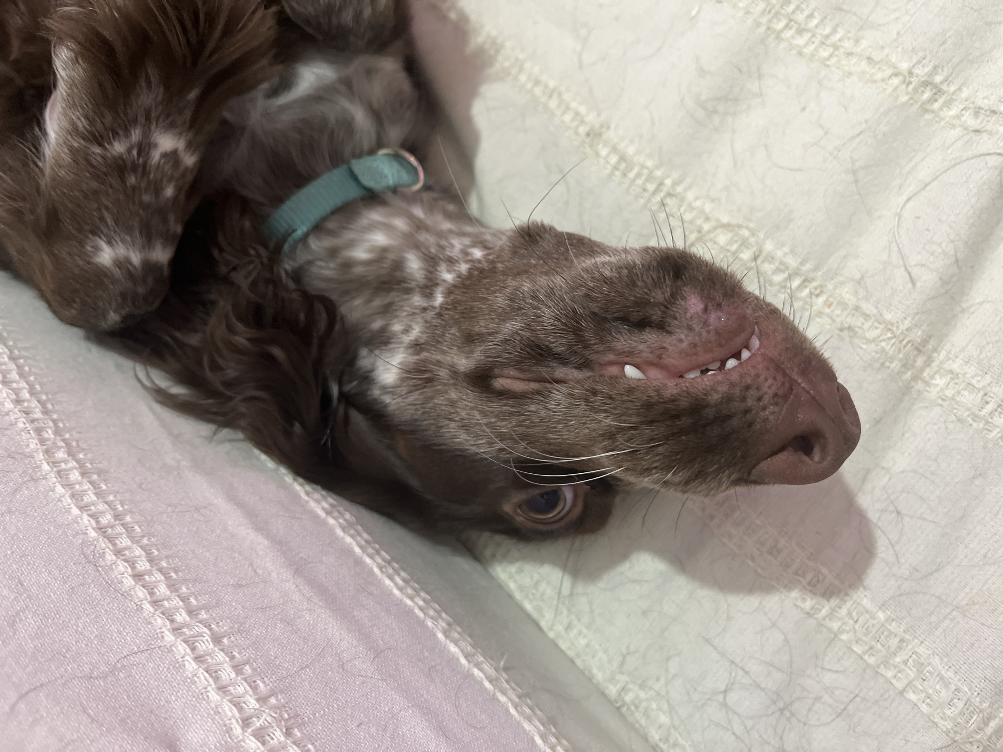 A brown and white dog is lying on its back on a white textured surface, possibly a bed or blanket. The dog is wearing a light green collar. The dog's mouth is slightly open, revealing its teeth. The dog's eye is partially open, and its gaze is directed towards the bottom of the frame. The location is not specified, and there is no information to suggest that this picture was taken in the city of Chaikovsky, Russia.
