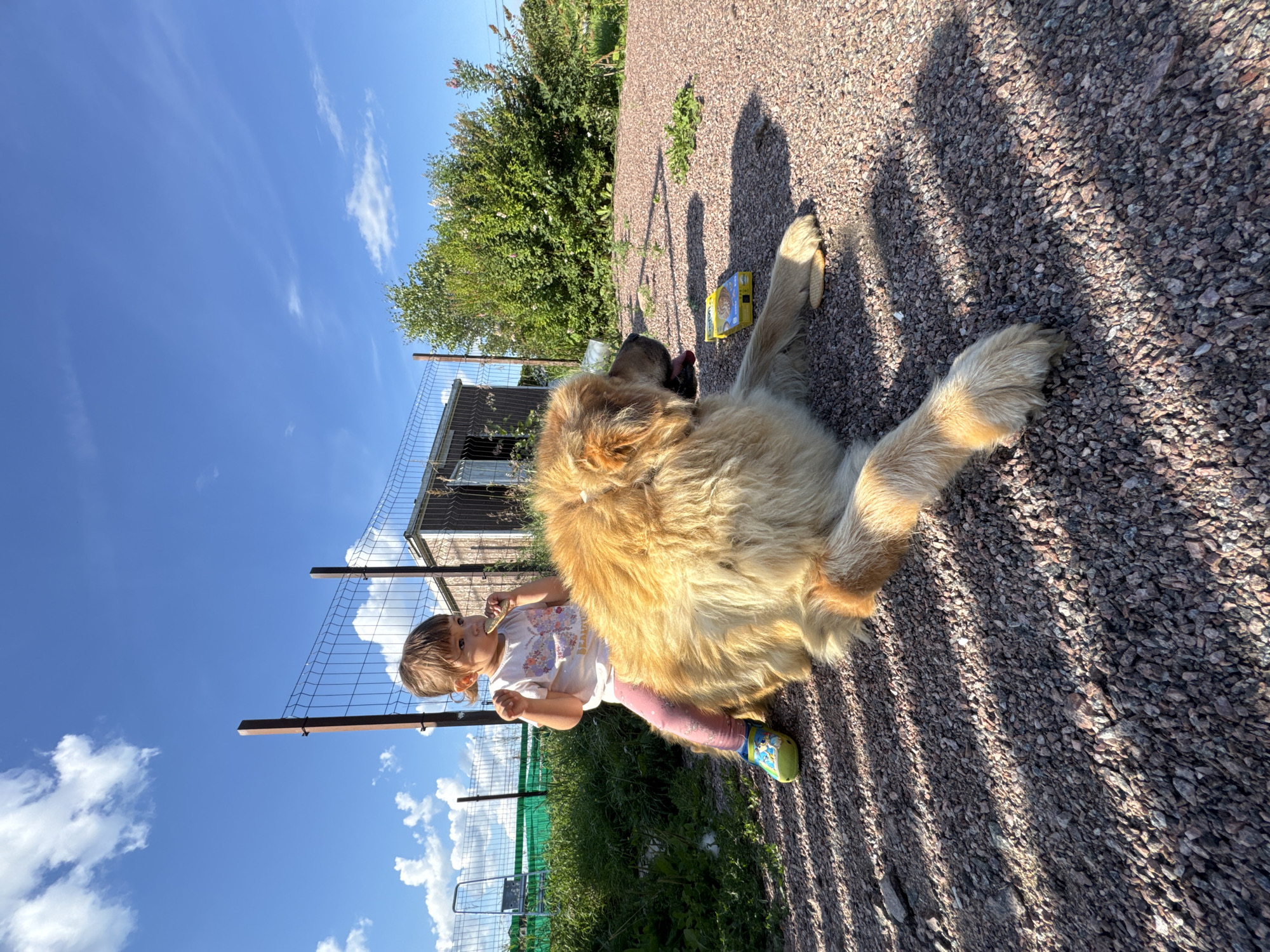 A young child, possibly a toddler, sits atop a large, fluffy, golden-brown dog. The child, wearing a white t-shirt with a butterfly design and pink leggings, holds a small, light-colored object in their mouth. The dog is lying down on a gravelly ground, with its head turned to the side and its tongue slightly visible. In the background, a metal fence encloses an area with a small wooden structure and overgrown vegetation. The scene appears to be set outdoors on a sunny day, with a clear blue sky dotted with white clouds. The location is specified as Kempelevo, Russia. A yellow box with blue lettering, possibly containing dog treats, is visible near the dog's front paws.