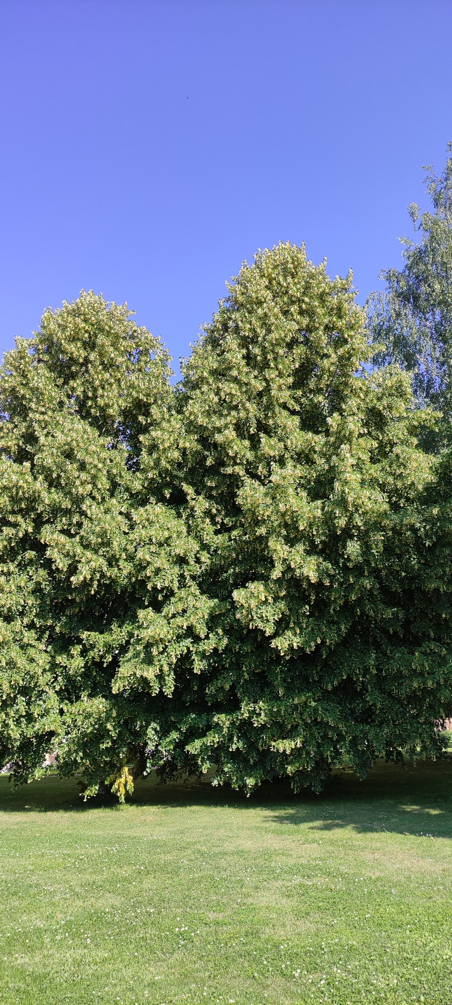 The image depicts a sunny day with a clear blue sky above. In the foreground, a lush green lawn is visible, dotted with small white flowers. Dominating the midground are several large, mature trees with dense green foliage. Some of the trees appear to be in bloom, with clusters of small, light-colored flowers or seed pods. The trees are positioned close together, forming a natural wall of green. To the right, a portion of another tree with a different leaf structure is visible. The overall scene suggests a park or a grassy area within a residential or public space in the city of Rosinka, Russia, characterized by its natural beauty and clear weather.