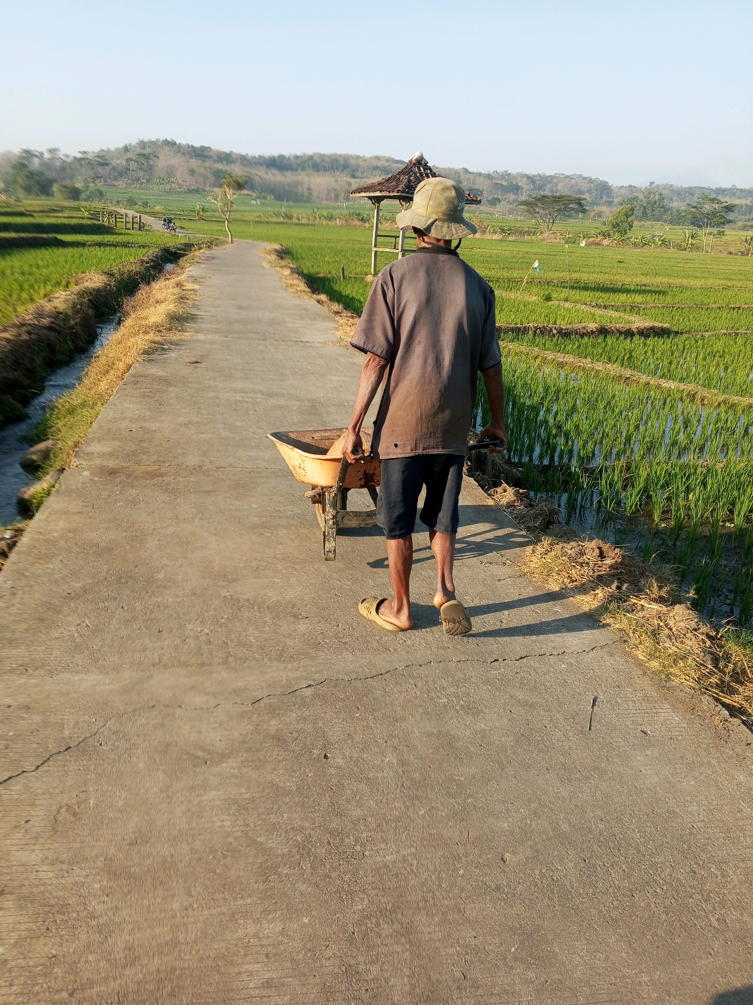 An elderly man wearing a light-colored hat and a dark t-shirt walks away from the camera, pushing a yellow wheelbarrow on a paved path. He is dressed in dark shorts and light-colored sandals. The path is bordered on the left by a narrow water channel and dry grass, and on the right by a lush green rice paddy. In the background, a small wooden structure with a tiled roof is visible, along with more rice paddies stretching towards rolling hills. The sky is clear and blue, suggesting a sunny day. The scene is set in the rural landscape of Kedungringin, Indonesia.