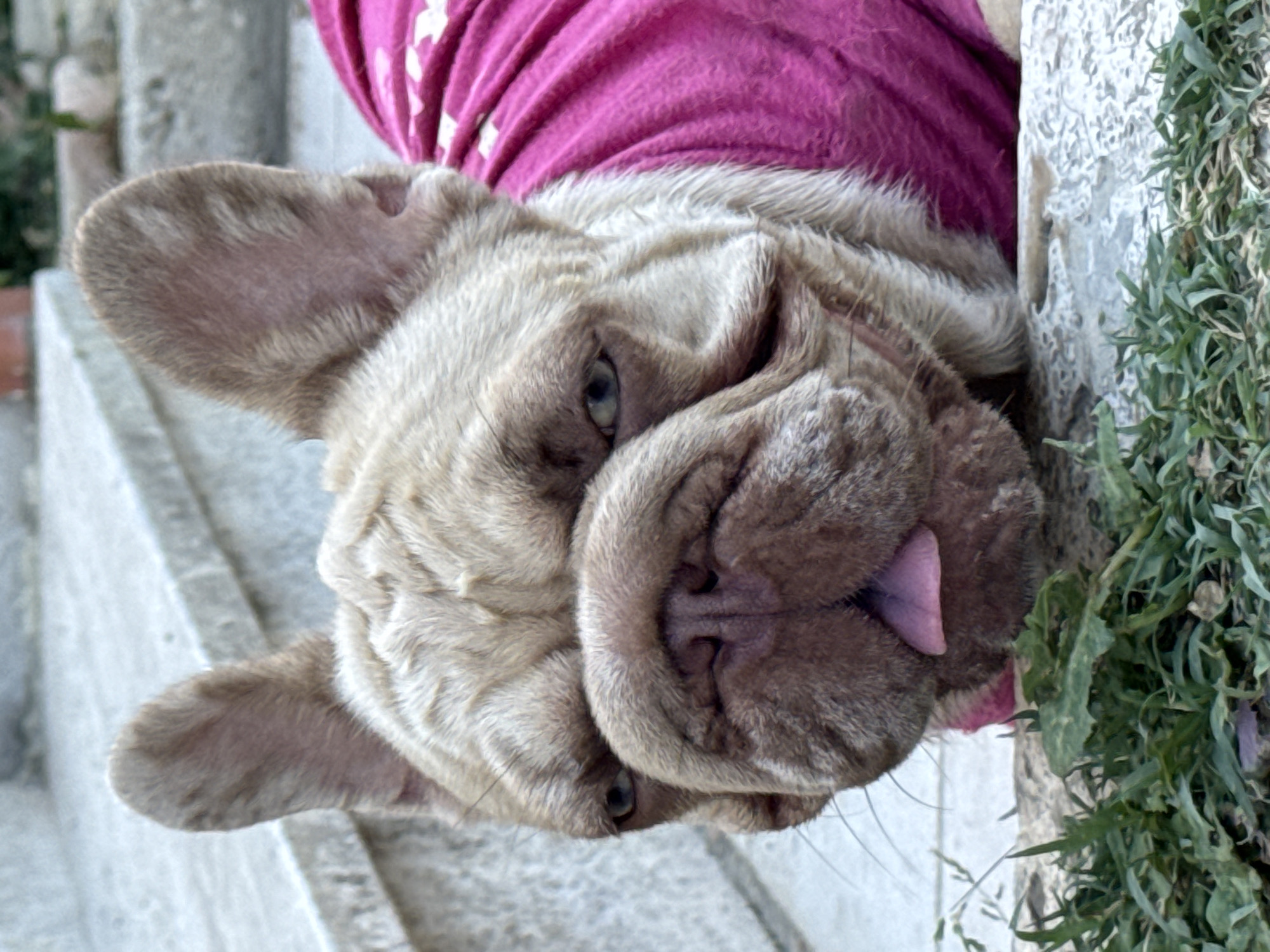 A French bulldog with a tan coat and a pink shirt is lying down in front of some greenery. The dog's tongue is sticking out slightly. The background consists of stone steps. The image was taken in San Benedetto del Tronto, Italy.