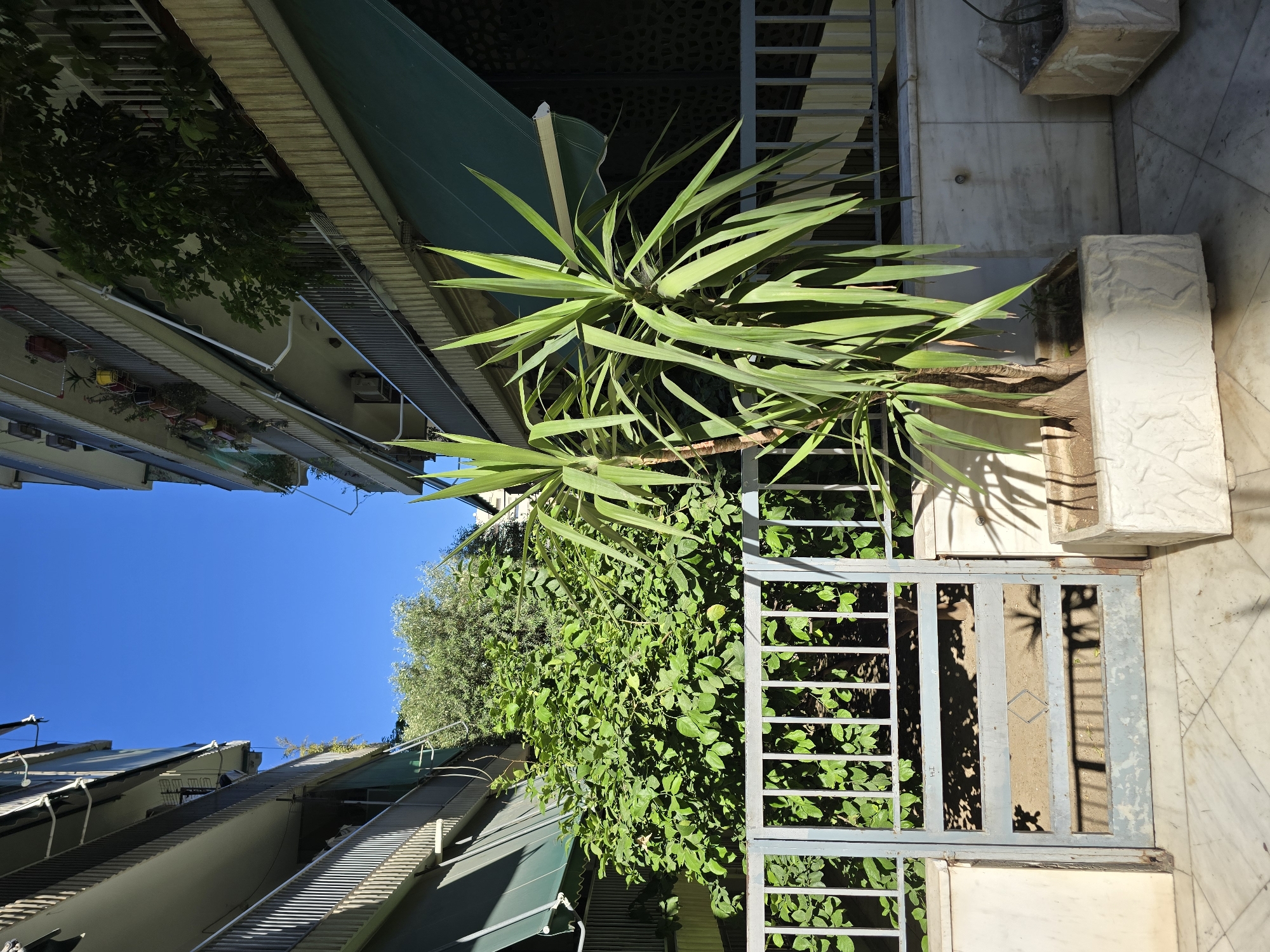 The image depicts a narrow street in Athens, Greece, with residential buildings on either side. The buildings are multi-story structures with balconies and awnings, suggesting a Mediterranean architectural style. Lush green trees and plants are visible, some growing in pots and planters on balconies and in a small courtyard area. A metal gate with vertical bars provides access to the courtyard. The scene is bathed in bright sunlight, casting shadows on the ground and buildings. The sky is clear and blue. No people are present in the image.