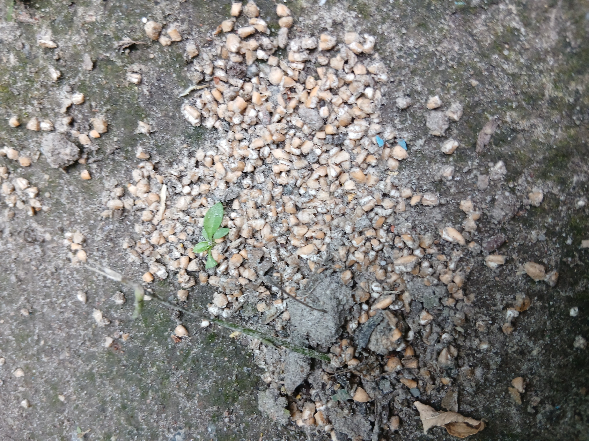 The image shows a close-up, overhead view of small, light-colored pebbles mixed with dirt and a few small green leaves. The pebbles are scattered across a rough, grey surface that appears to be concrete or asphalt, with some patches of dark moss or algae. A small, green plant with two leaves is growing amongst the pebbles and dirt. There is also a dried, brown leaf visible on the left side of the image. The scene is outdoors, likely on a ground surface. The location is Kholosne, Ukraine.