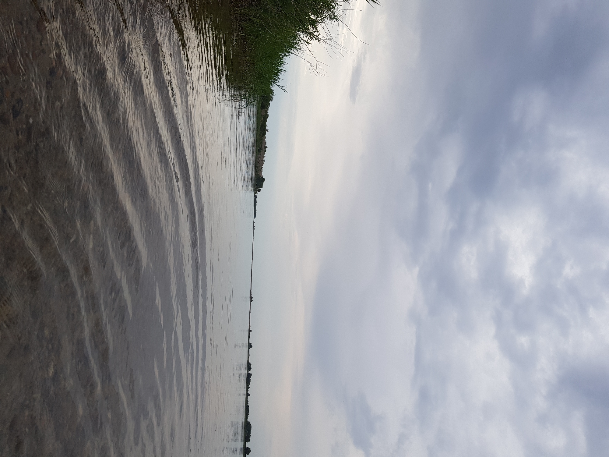 The image depicts a wide, calm body of water, likely a river or lake, under an overcast sky. The water's surface shows gentle ripples, and the bottom is visible in the foreground, revealing small stones and pebbles. Lush green reeds and vegetation line the left bank of the water. In the distance, the opposite bank is visible, characterized by a slightly elevated terrain with sparse trees and shrubs. The horizon is flat and stretches across the width of the image. The lighting suggests either early morning or late afternoon, with diffused light from the cloudy sky. The scene appears to be a natural landscape. There are no people or animals visible in the image. This scene is characteristic of the natural environment surrounding the city of Kurchatov, Kazakhstan, known for its proximity to the Irtysh River and surrounding steppe landscapes.