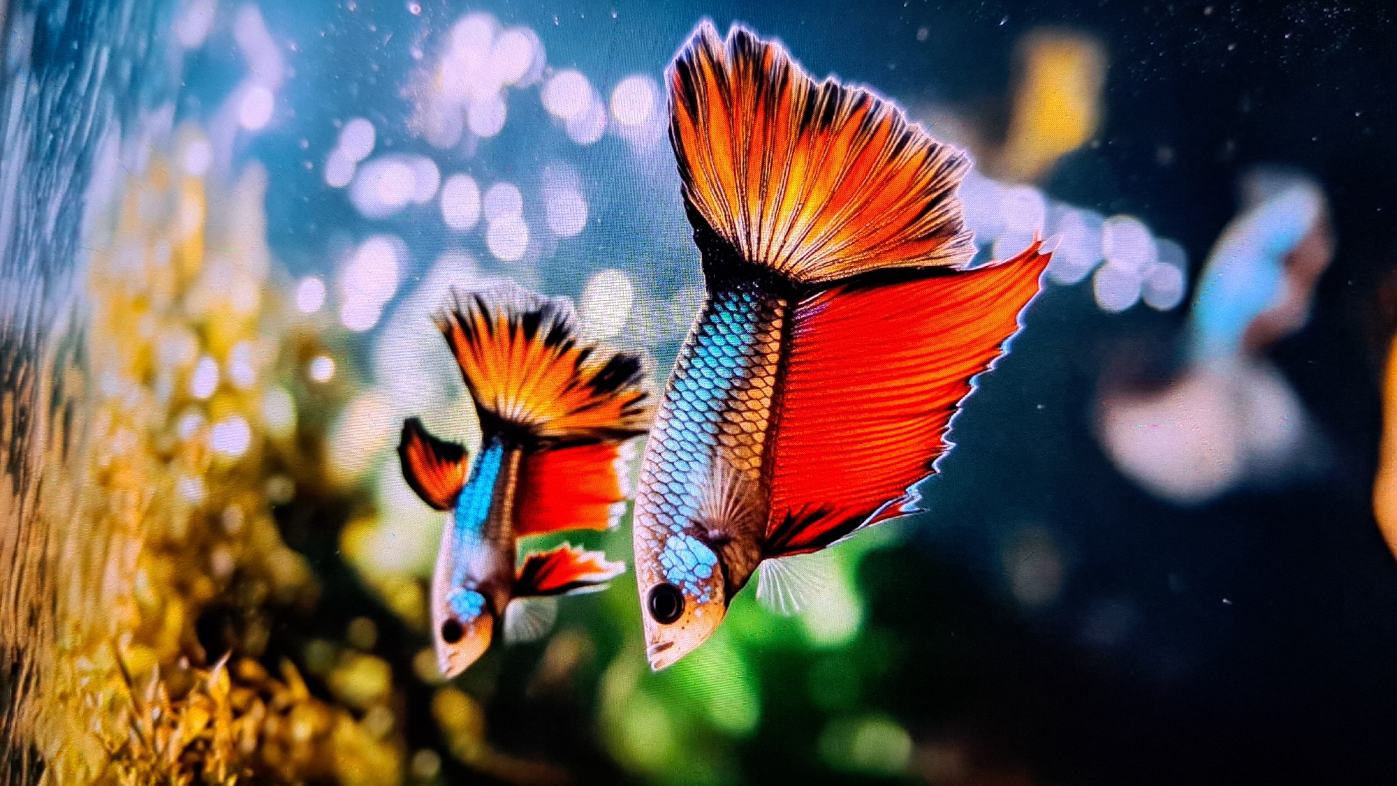 The image displays two Betta fish swimming in an aquarium. The fish are vibrantly colored, with red and orange fins and scales that shimmer with blue and silver hues. The foreground fish is in sharp focus, showcasing its detailed scales and flowing fins. The background is blurred, with soft green foliage and bokeh lights, suggesting an aquatic environment. There is no discernible location in the city of Payagaboh, Indonesia.