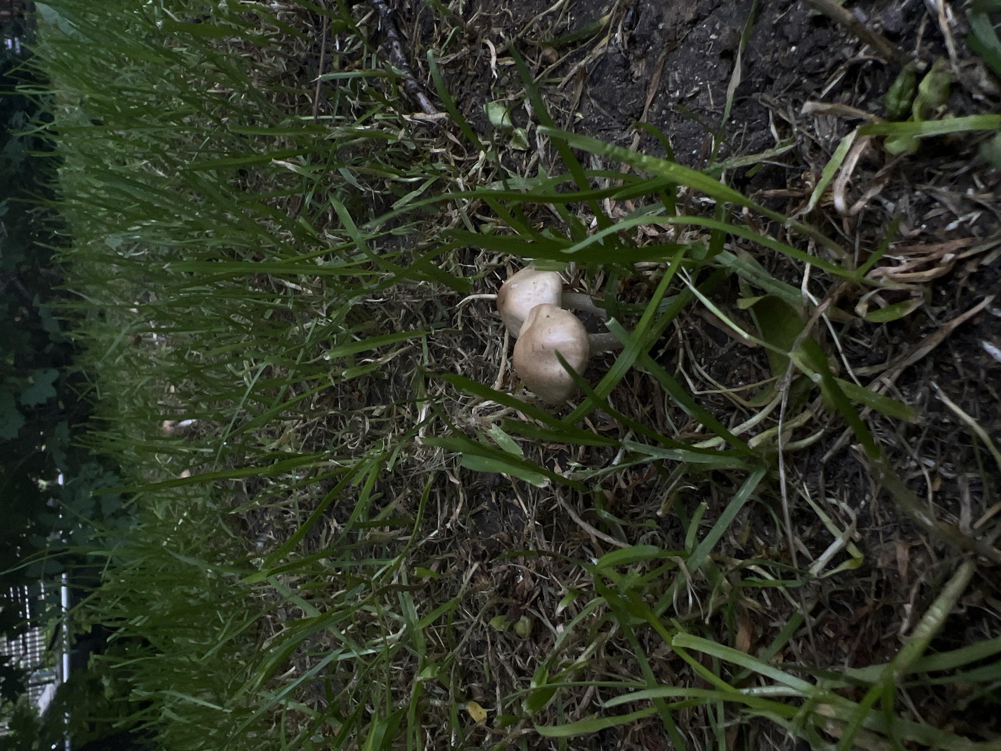 The image shows a close-up view of a patch of grass with two small mushrooms growing in the center. The mushrooms have light brown caps and white stems. The grass is green and appears to be well-watered, with some dead leaves and twigs scattered on the ground. The background is blurred and appears to be a garden or park area with trees and a fence. The lighting suggests it is either early morning or late evening. There are no people or animals visible in the image. The scene appears to be in Sofia, Bulgaria, possibly in a residential area or a public park, given the presence of grass and greenery. The overall impression is one of a natural, undeveloped space within an urban environment.