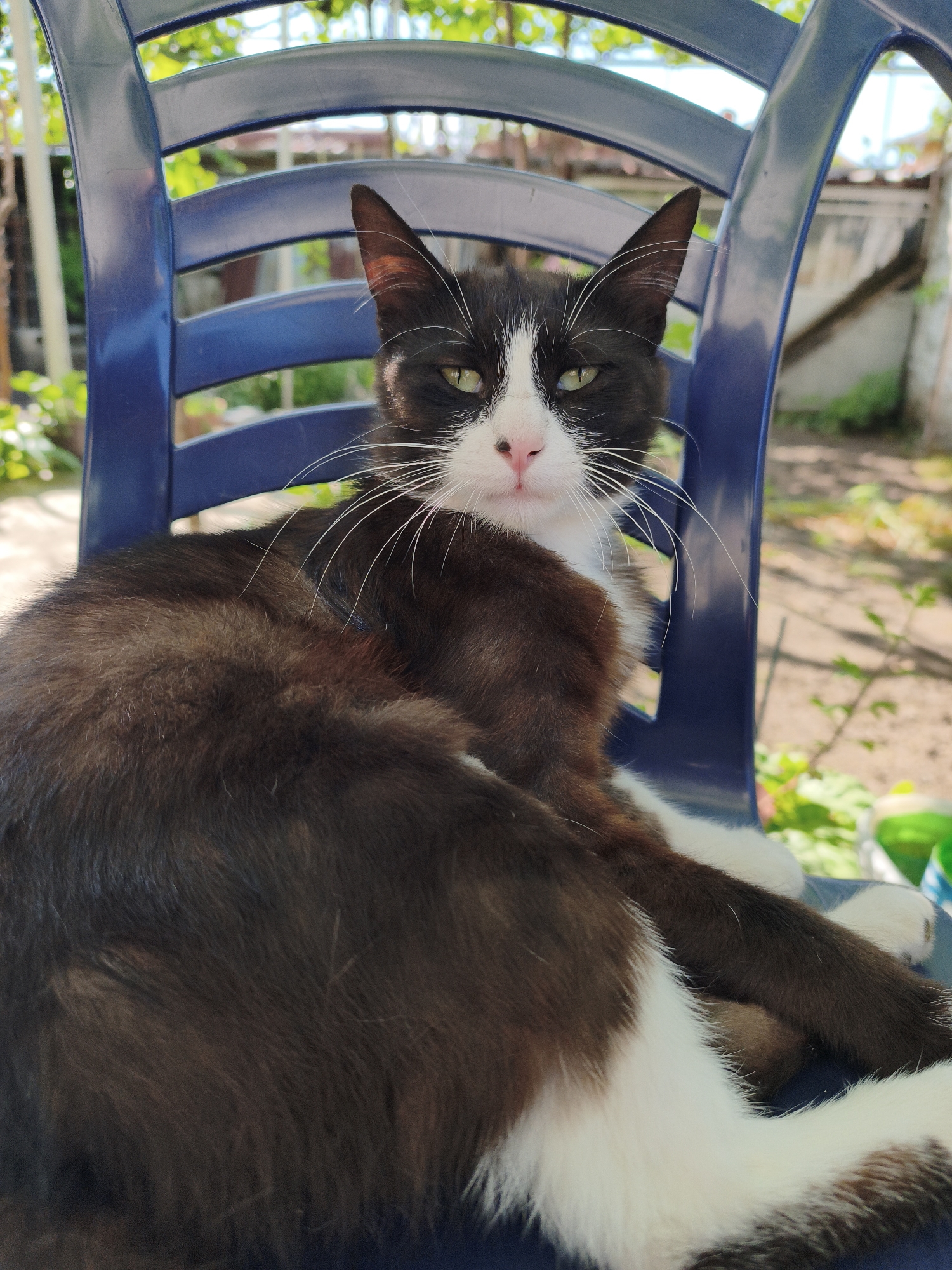 A black and white tuxedo cat is prominently featured, resting on a bright blue plastic chair in an outdoor setting in Krichim, Bulgaria. The cat, with mostly dark brown/black fur, has distinct white markings on its chest, front paws, and muzzle, extending up to its forehead in an inverted 'V' shape. Its long, white whiskers fan out from a small, pink nose, and its intense, green-yellow eyes gaze directly at the viewer, conveying an alert yet calm demeanor. One of its pointed ears shows a reddish-brown interior.
The cat is curled comfortably on the slatted blue chair, with its body facing slightly away from the camera. The background consists of softly blurred green foliage, indicative of a garden or backyard. In the distance to the right, a light-colored fence or structure can be vaguely seen. The scene is bathed in bright, natural sunlight, suggesting a clear, sunny day, likely during the morning or afternoon. The cat appears to be relaxing and observing its surroundings. No specific activity or event is taking place beyond the cat's peaceful repose. There is no visible text in the image.